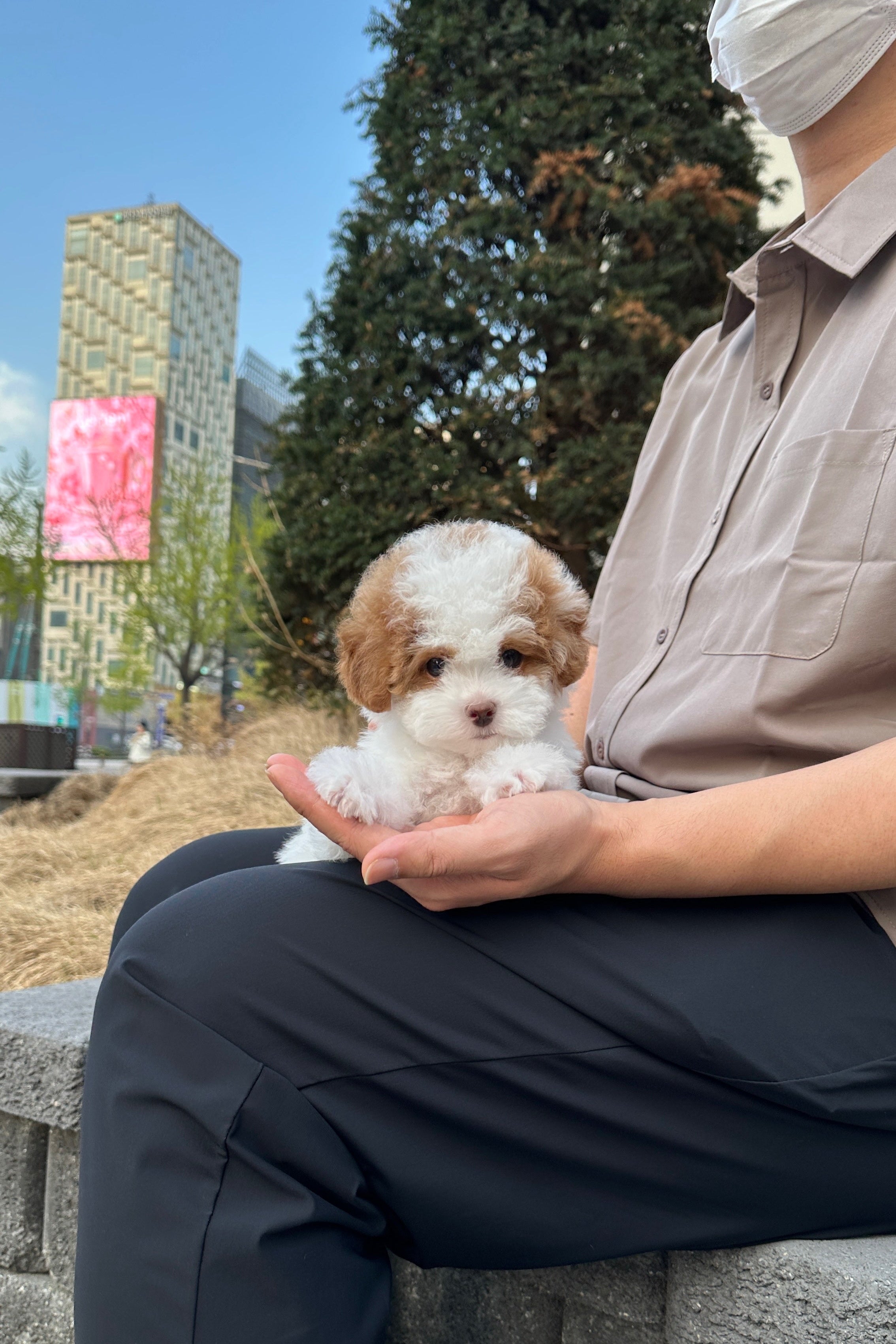 CHEDDAR  - MALE (TOY POODLE)