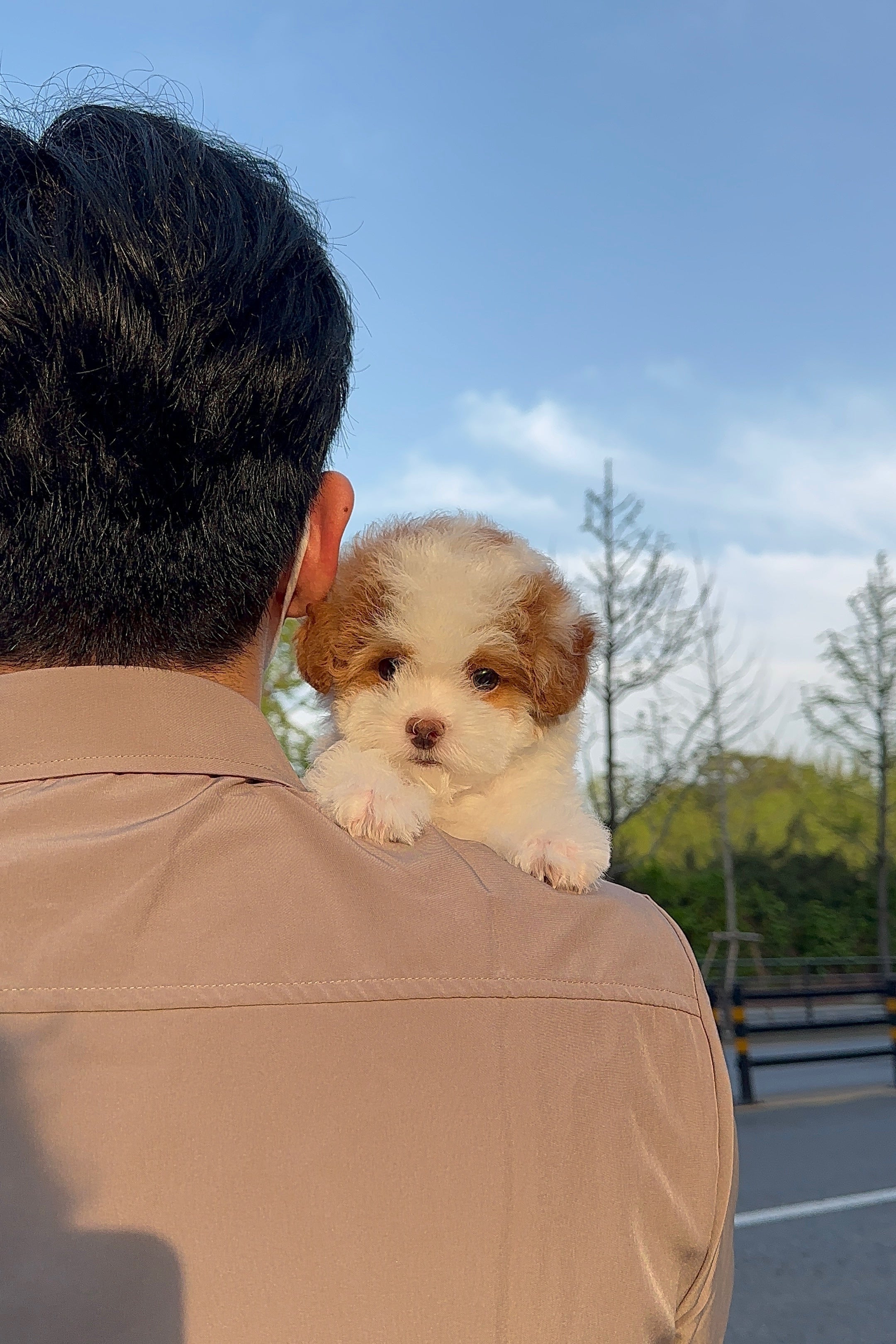 CHEDDAR  - MALE (TOY POODLE)