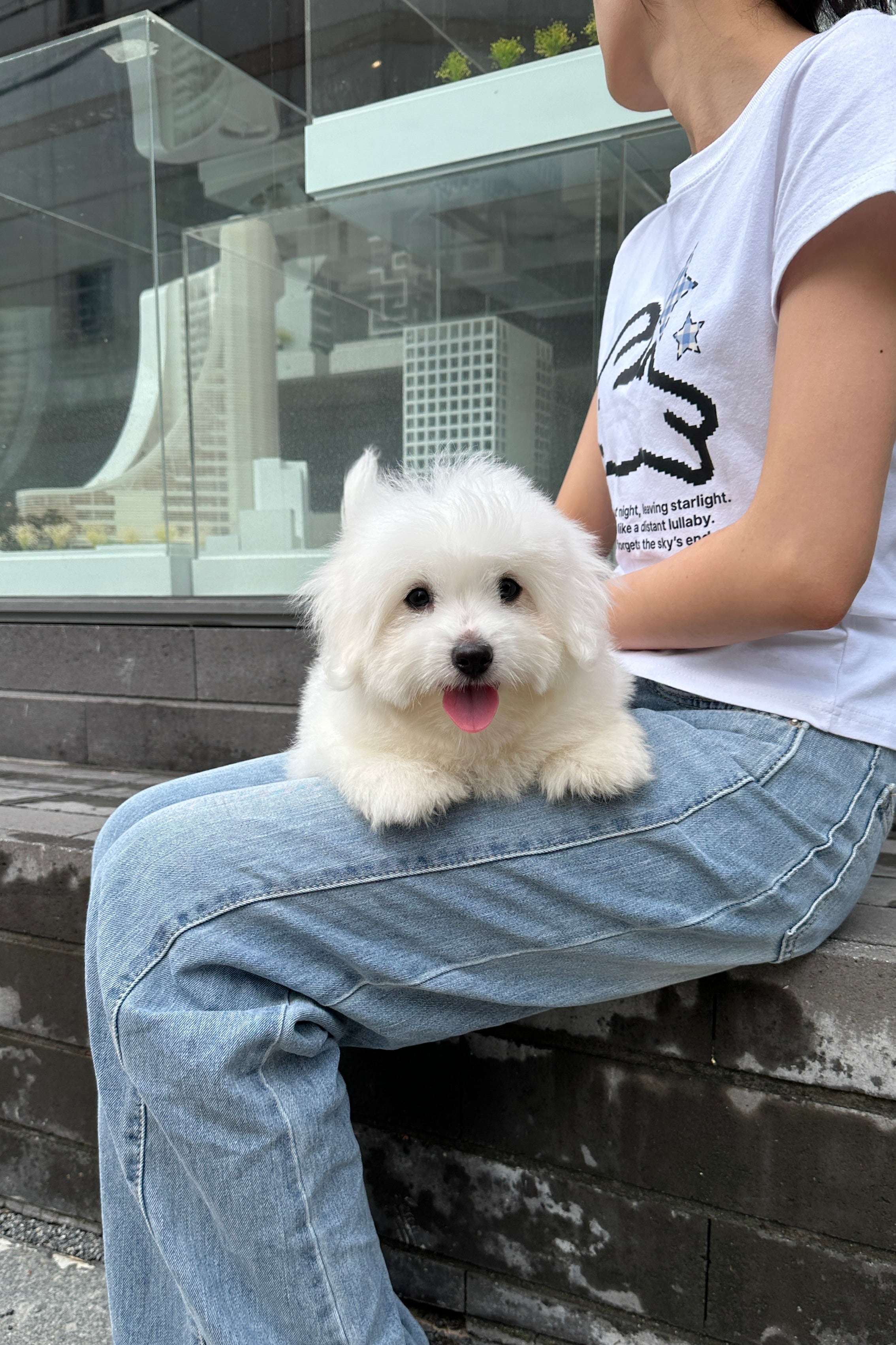 ELSA - FEMALE (COTON DE TULEAR)
