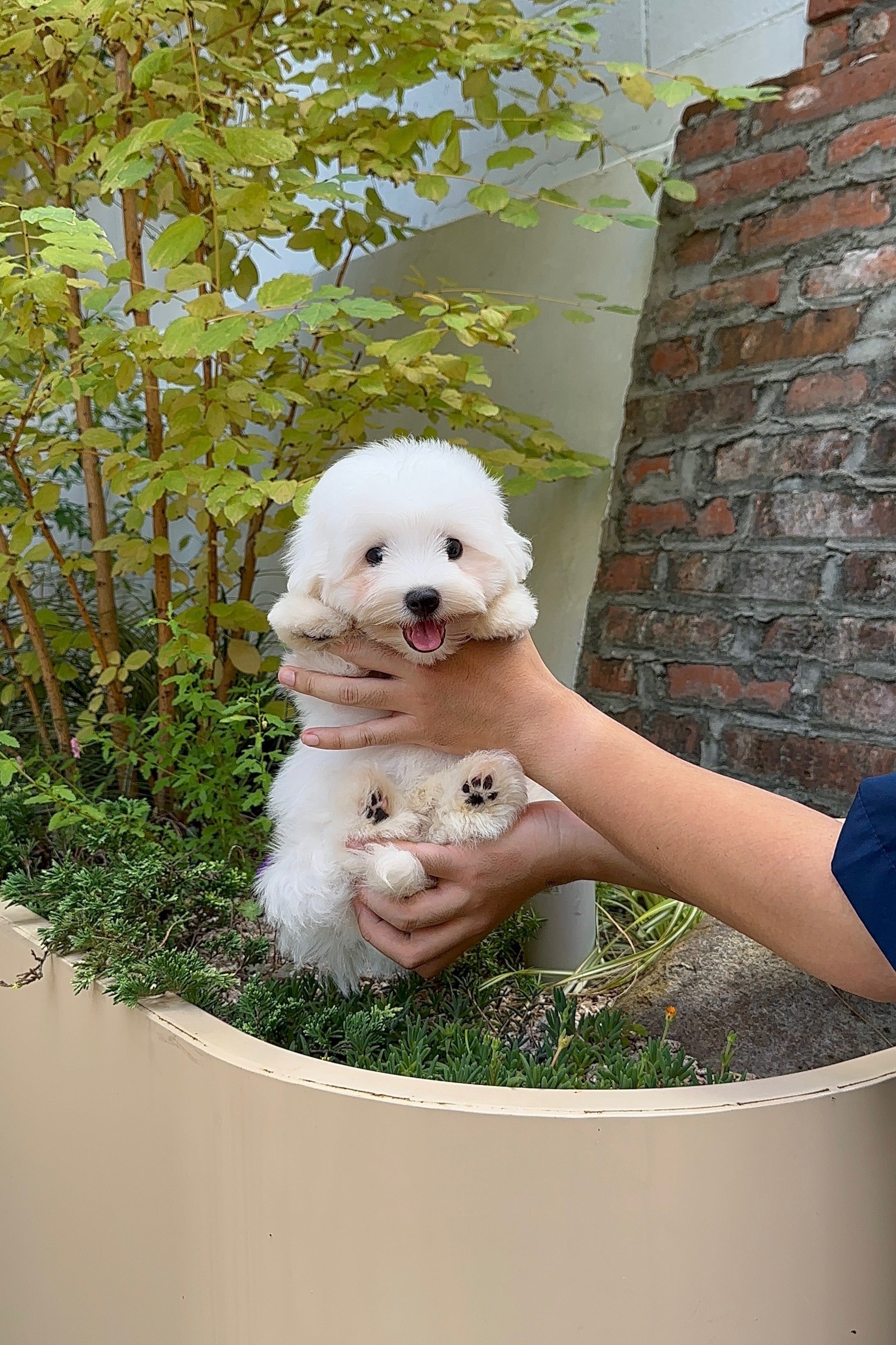 HAETNIM - MALE (COTON DE TULEAR)