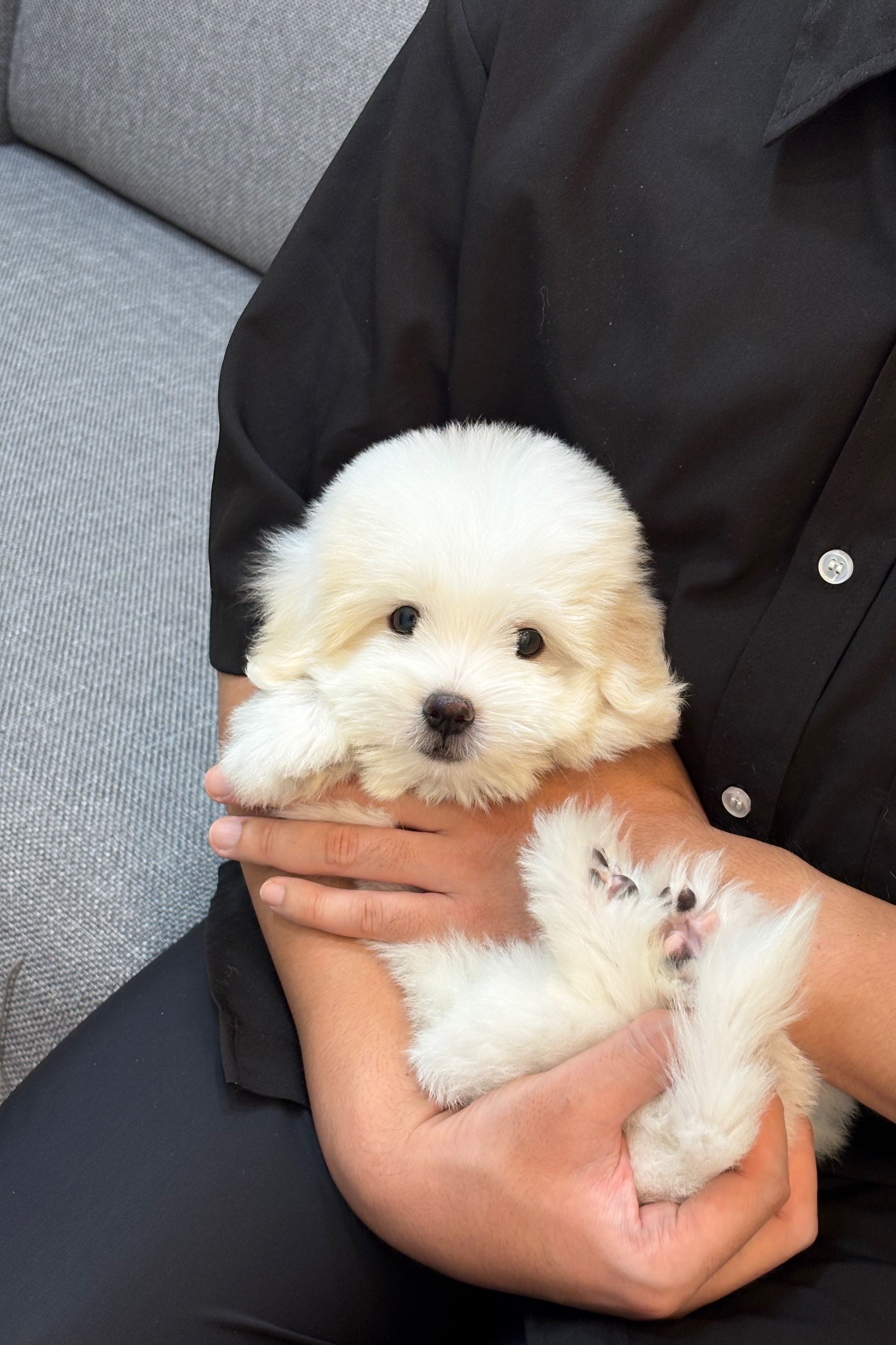 BENTLEY - MALE (COTON DE TULEAR)