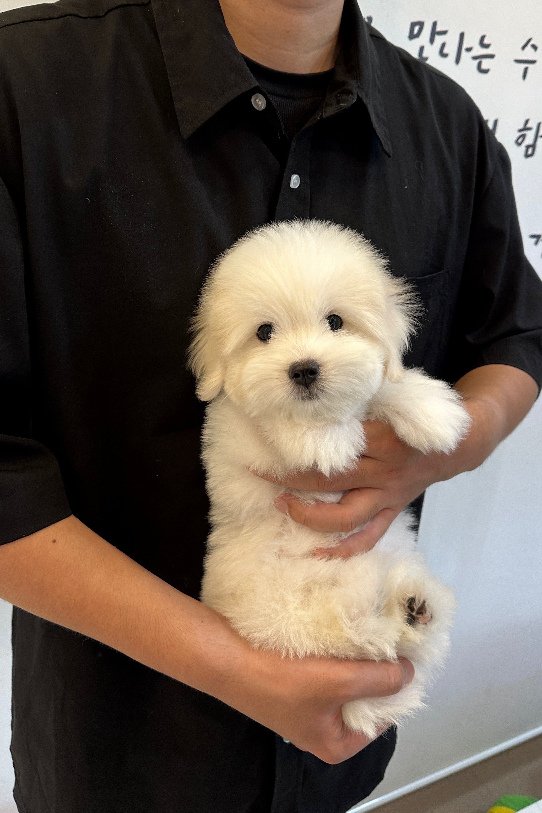 KINGSLEY - MALE (COTON DE TULEAR)