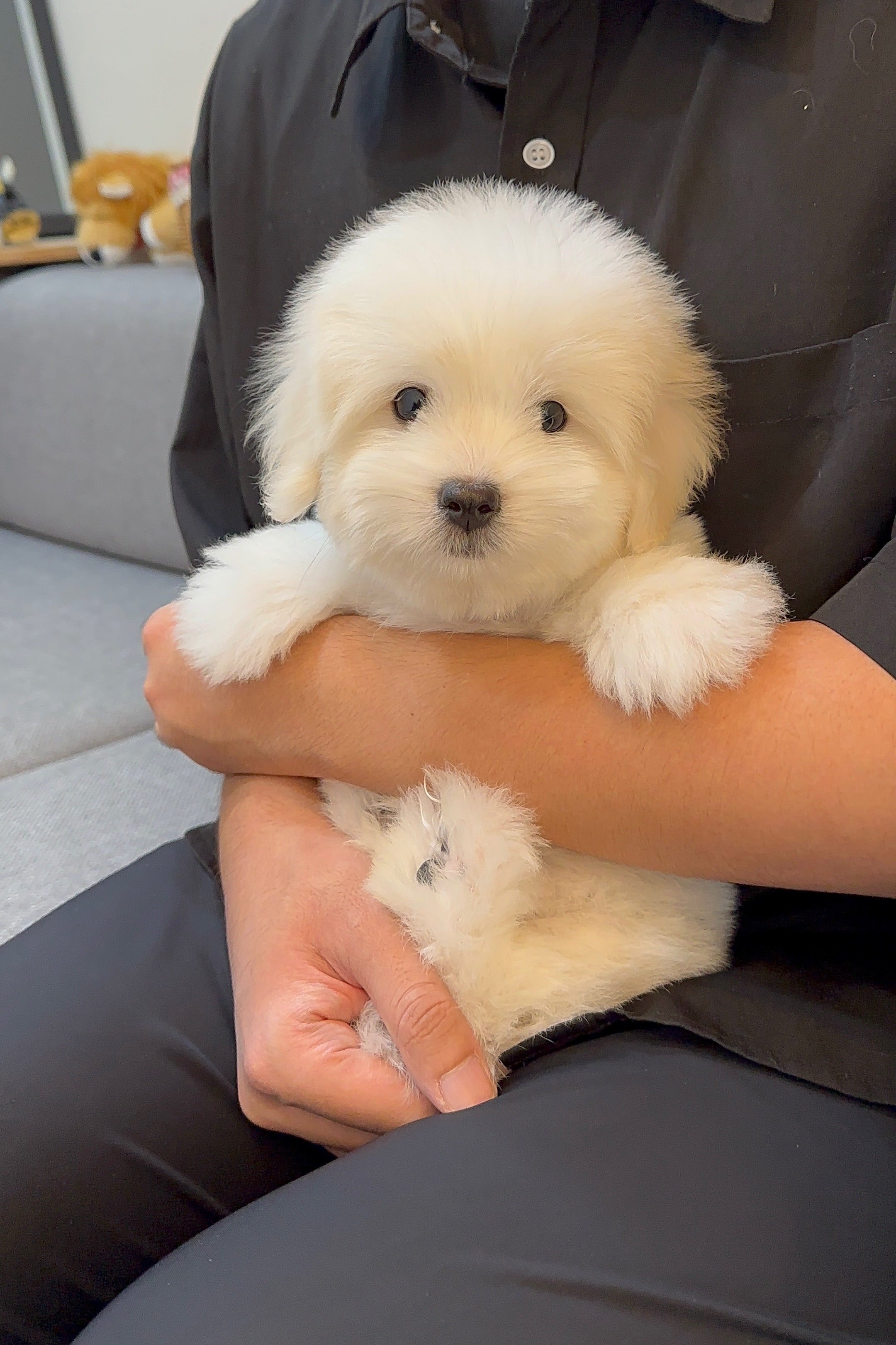 KINGSLEY - MALE (COTON DE TULEAR)
