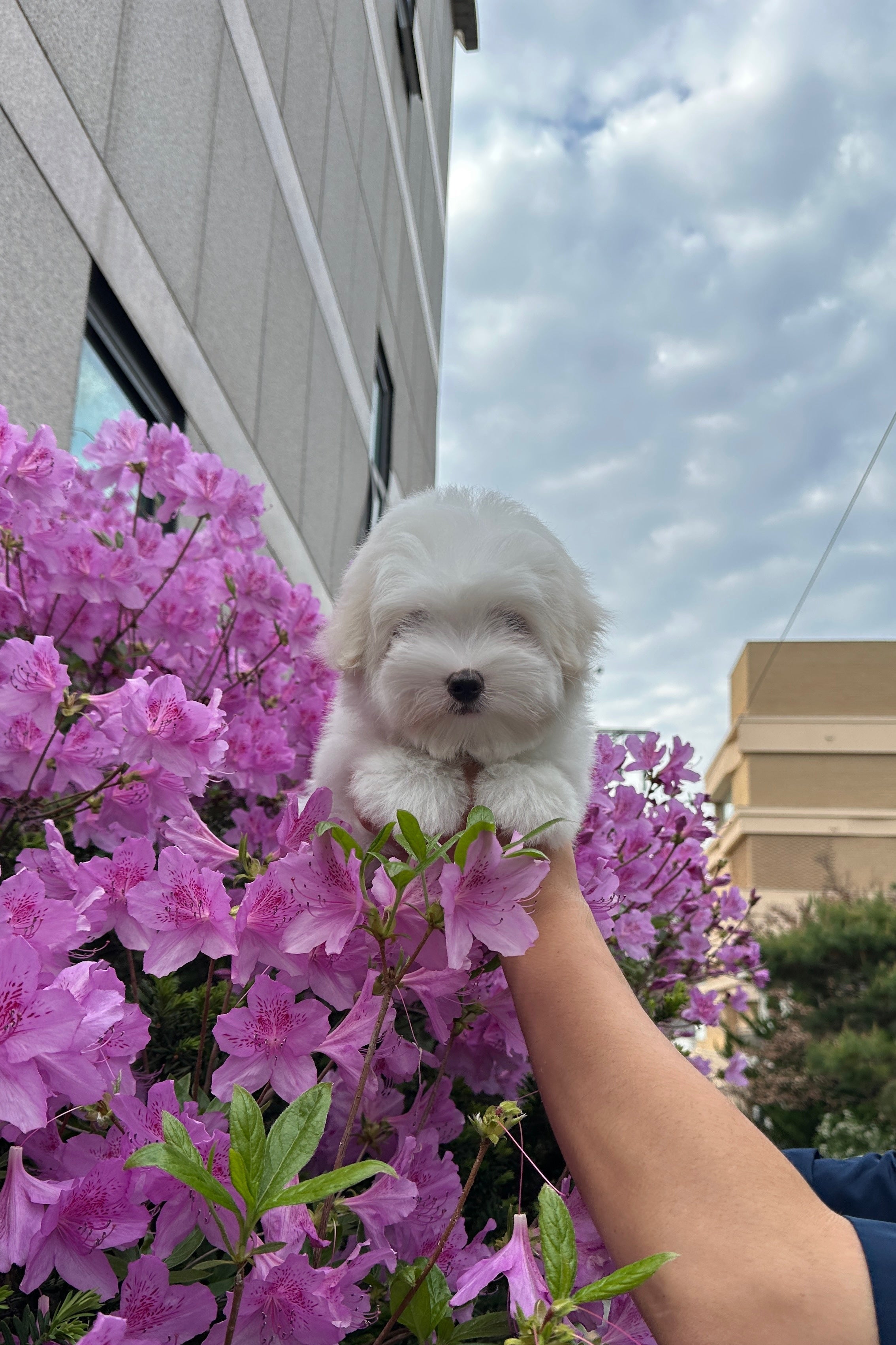 BYEOL - FEMALE (COTON DE TULEAR)