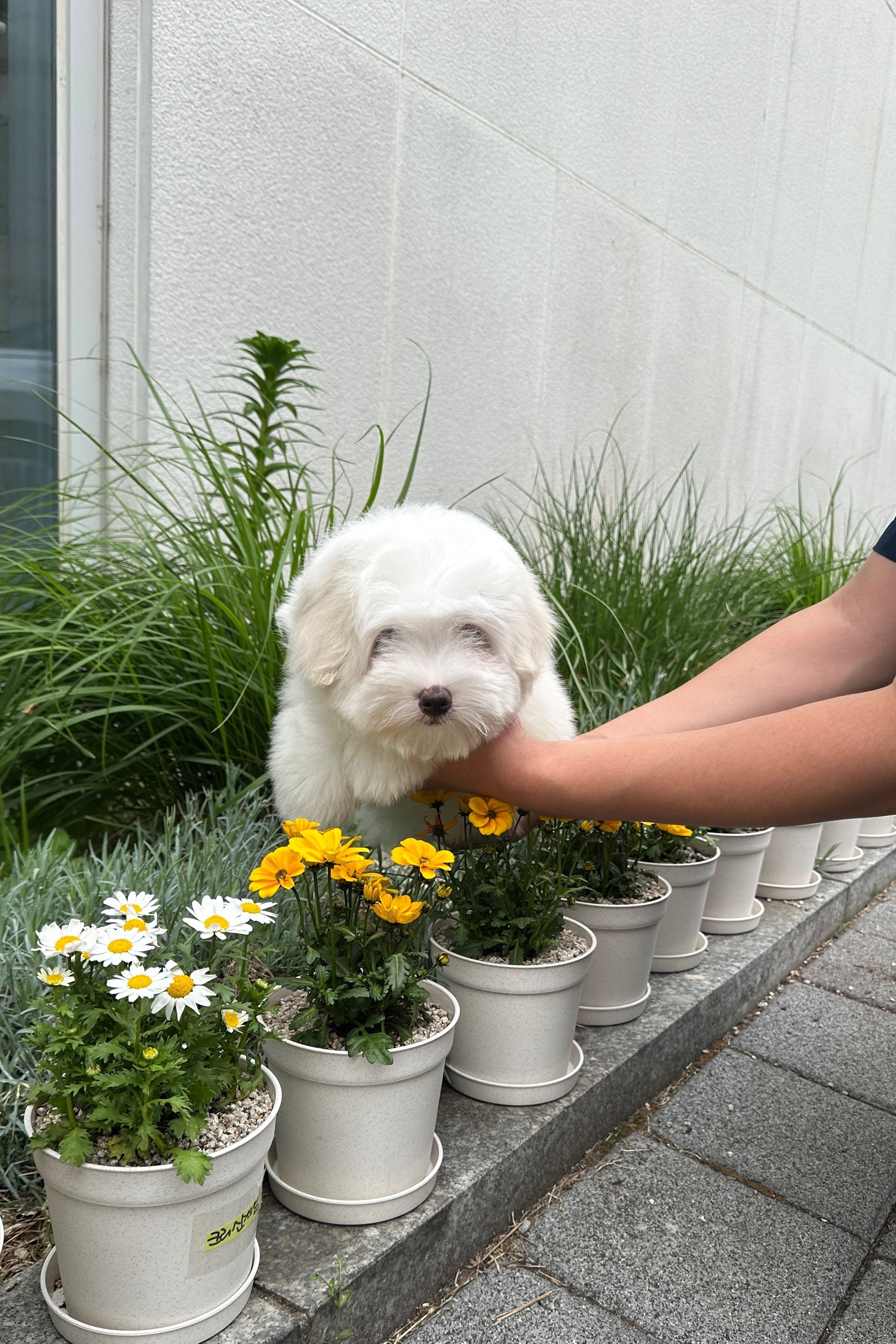 BYEOL - FEMALE (COTON DE TULEAR)