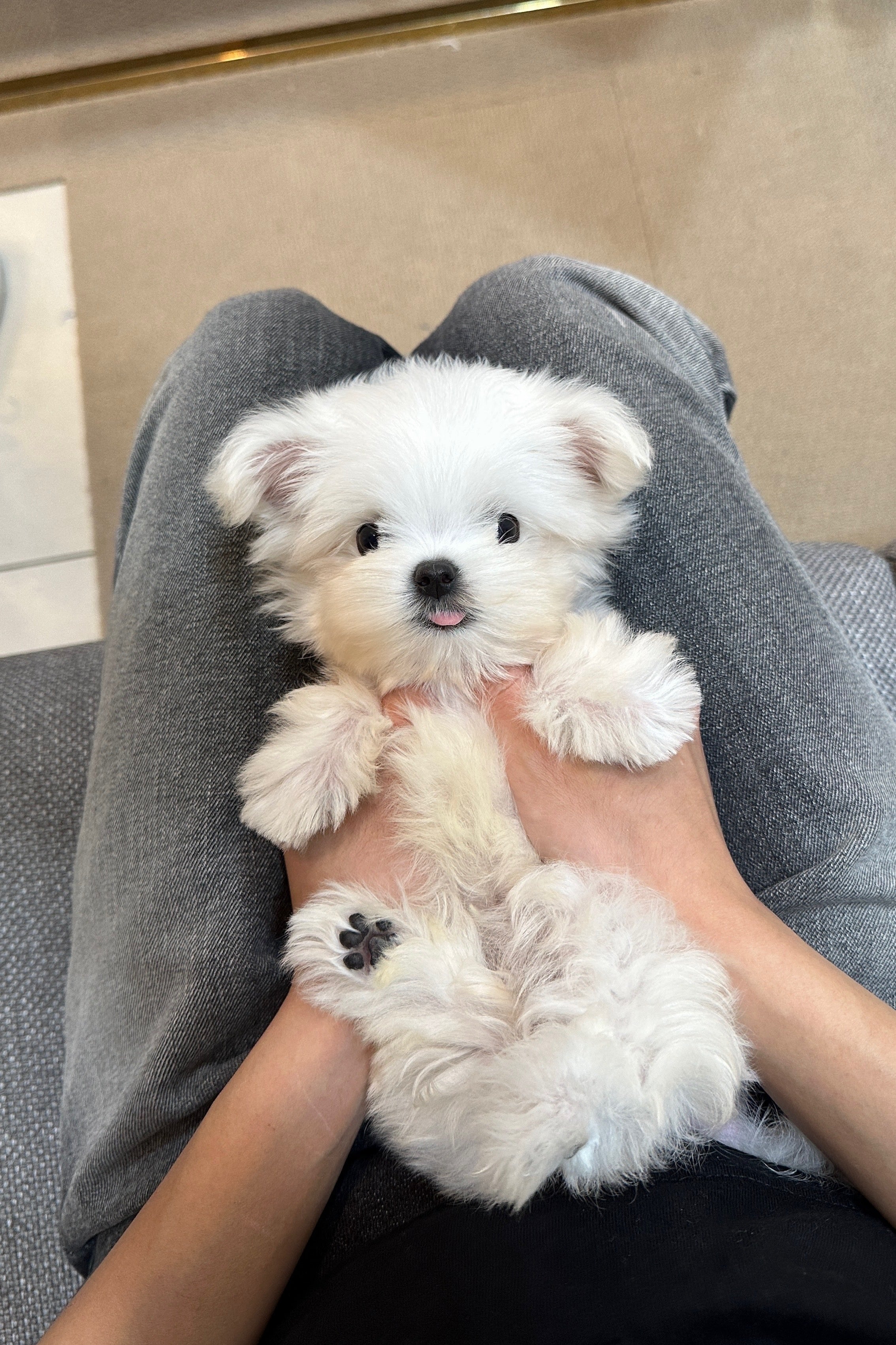 RAI - MALE (MALTESE)