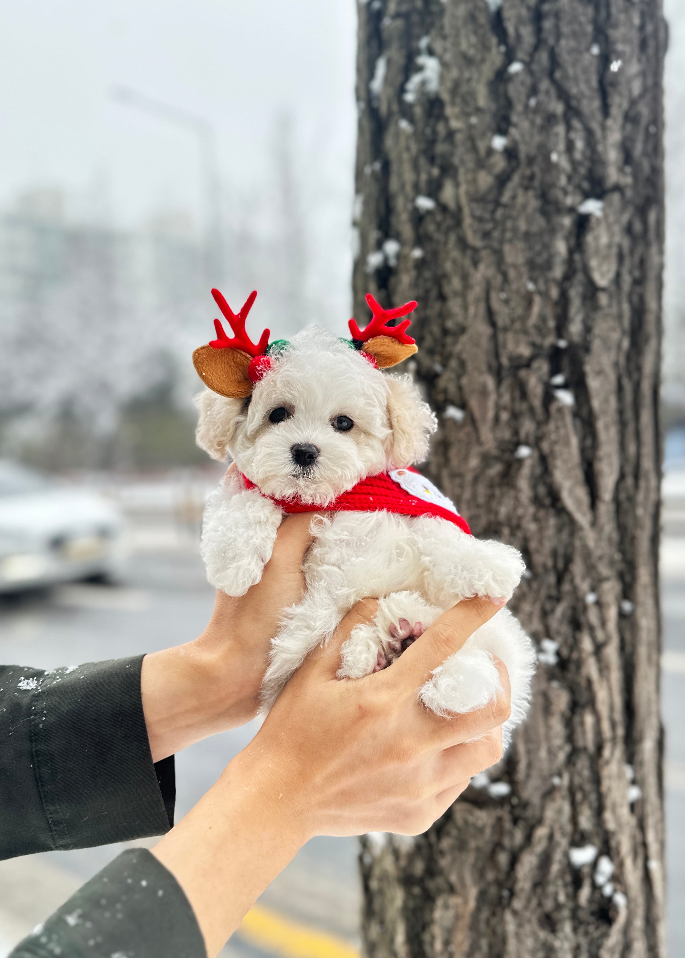 EMILY - FEMALE (BISHON FRISE)