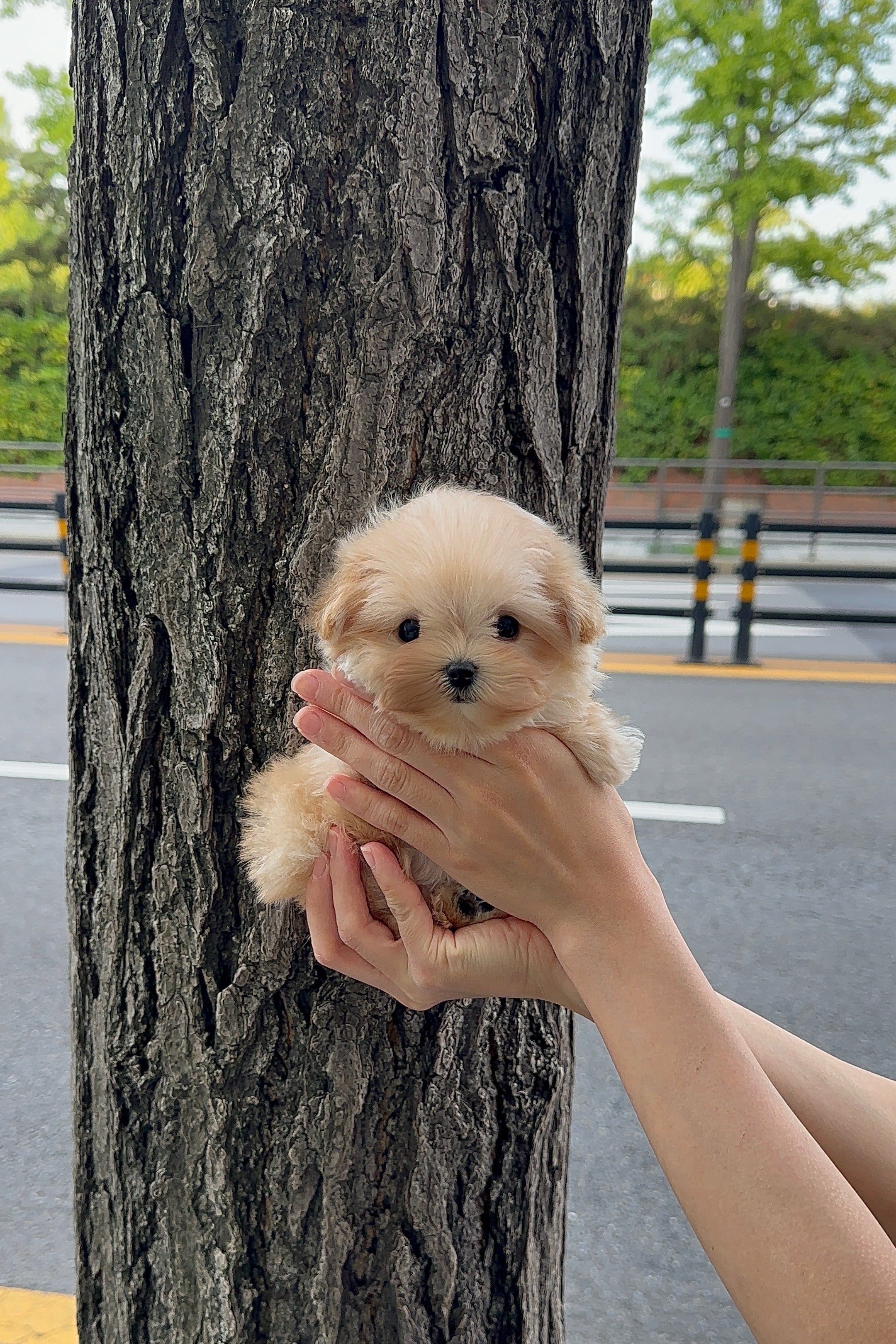 CHANEL - FEMALE (MALTIPOO)