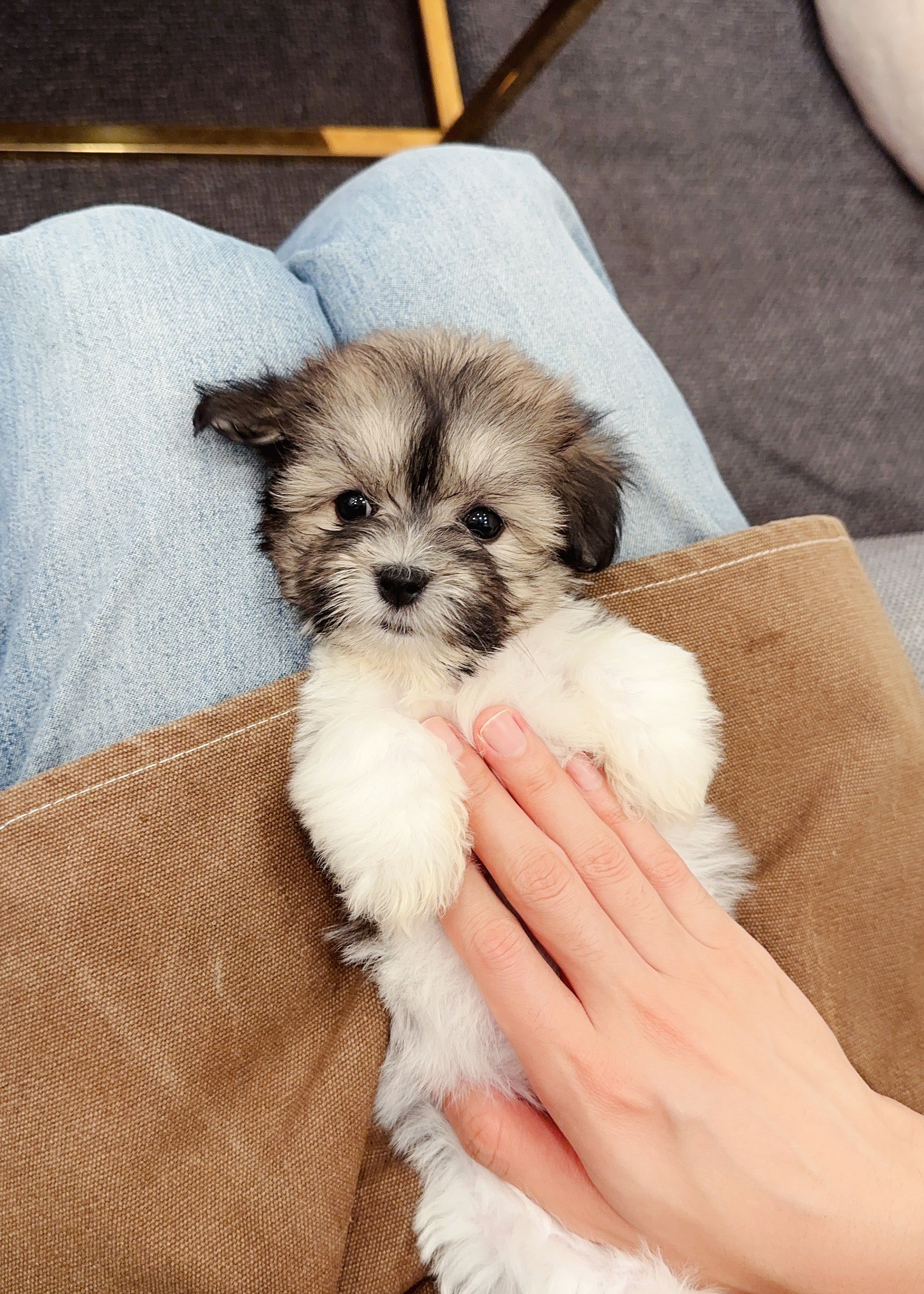 GRBRIELLA - FEMALE (COTON DE TULEAR)