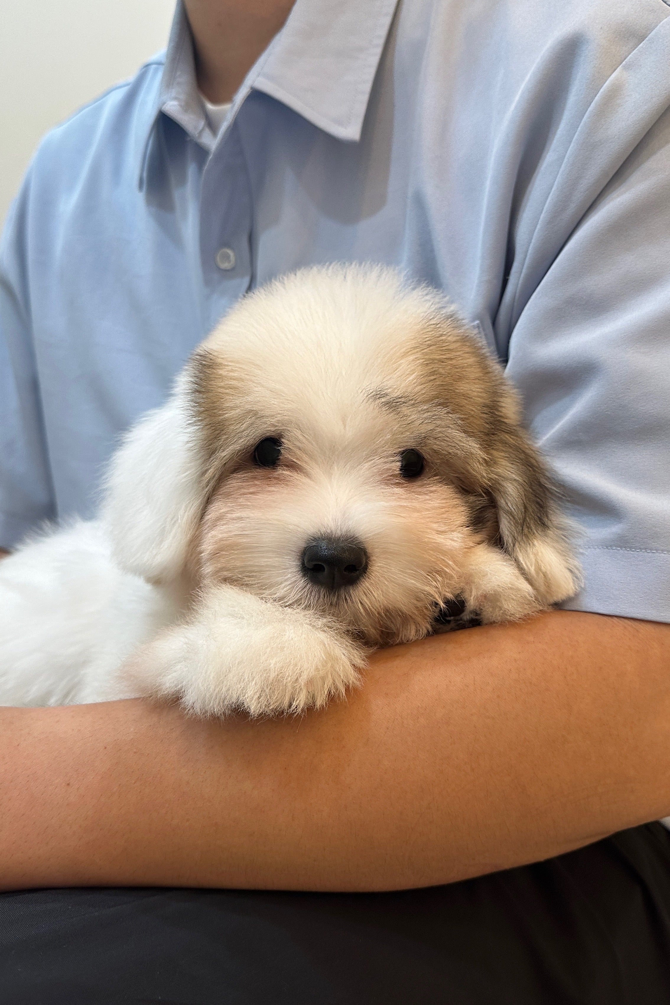 MARONG - MALE (COTON DE TULEAR)