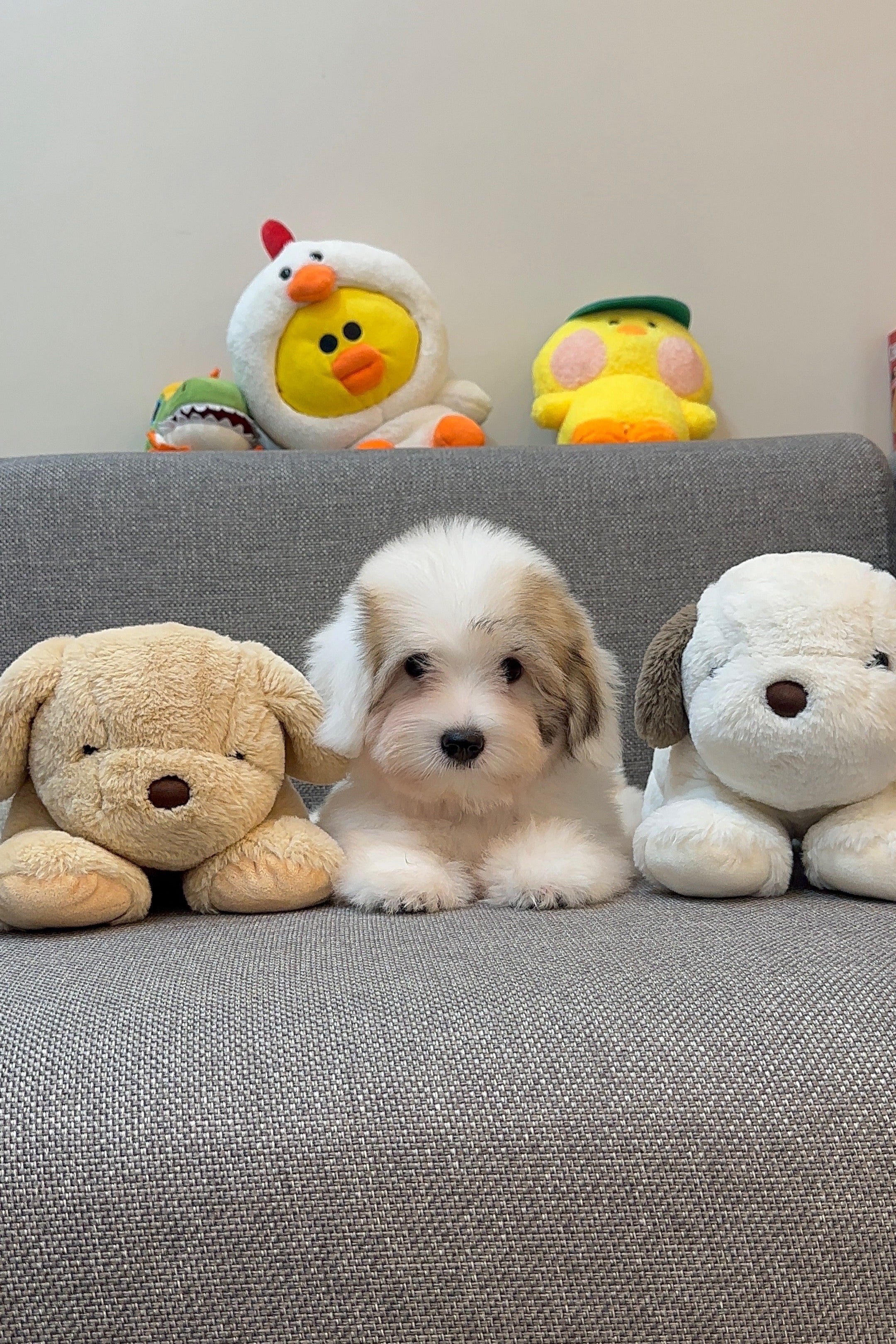 MARONG - MALE (COTON DE TULEAR)