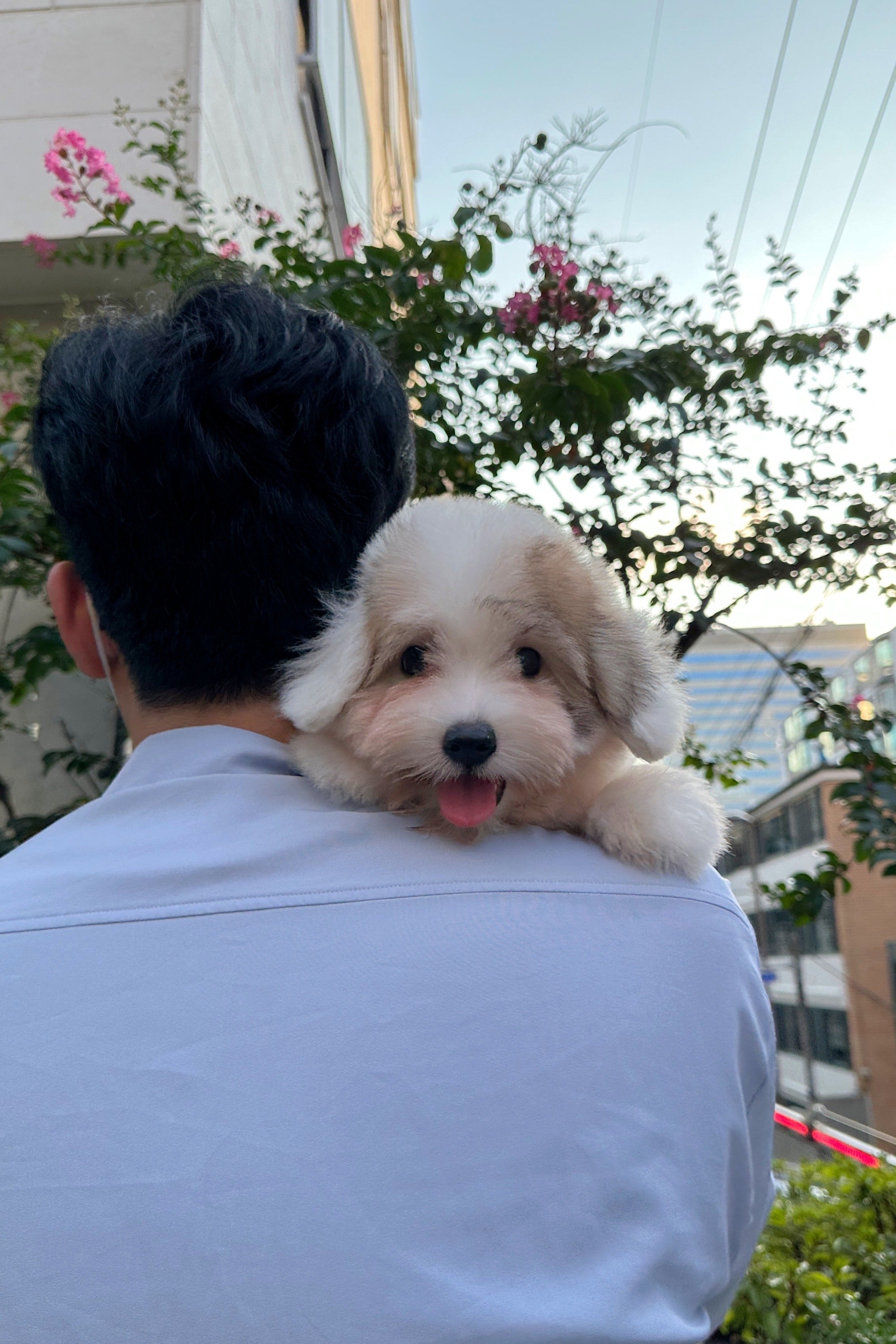 MARONG - MALE (COTON DE TULEAR)