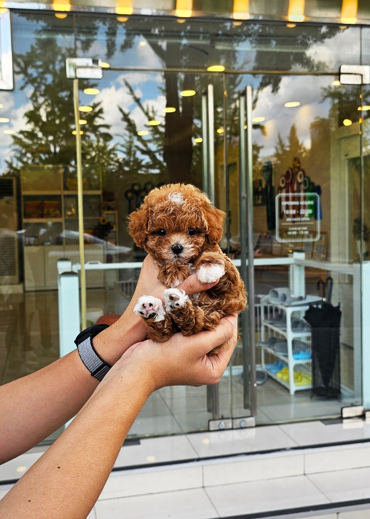 WALLACE - MALE (TEACUP POODLE)