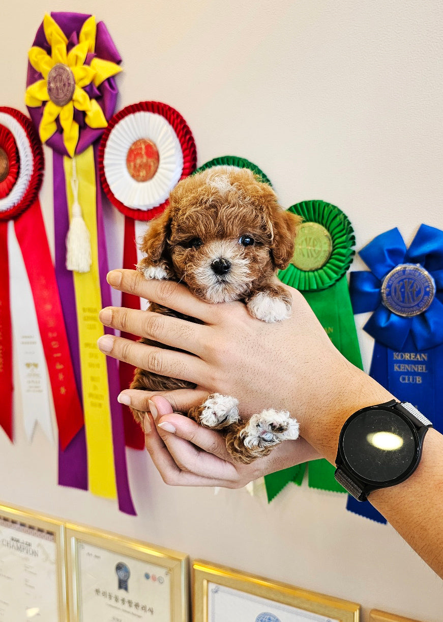 WALLACE - MALE (TEACUP POODLE)