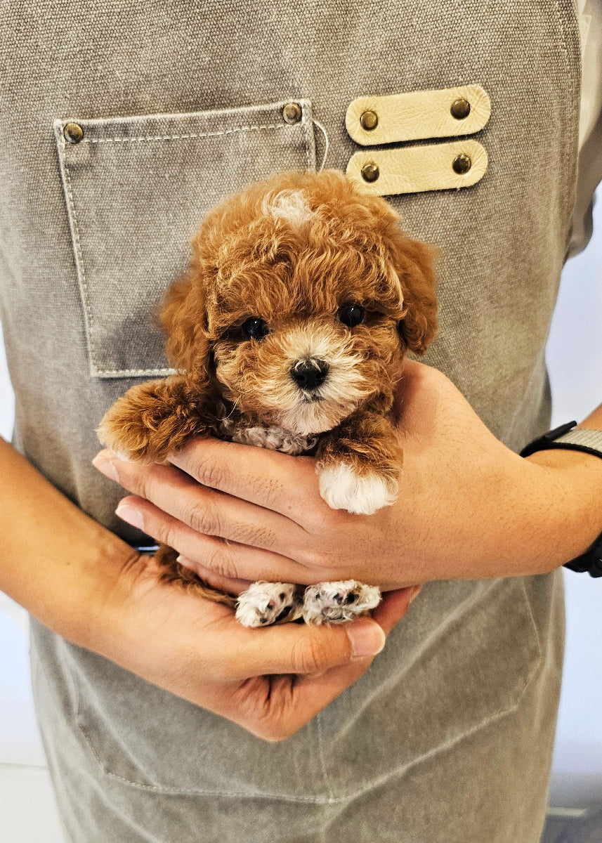 WALLACE - MALE (TEACUP POODLE)