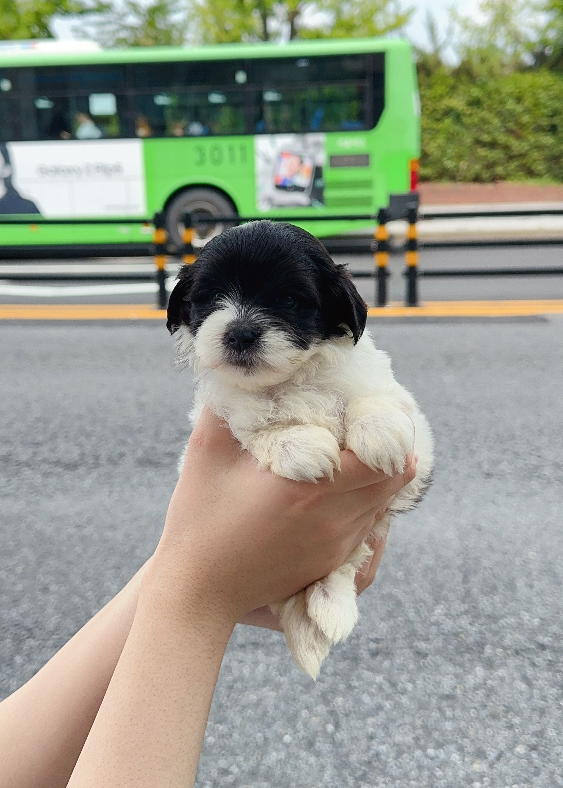 한나 - 여아 (말티푸)