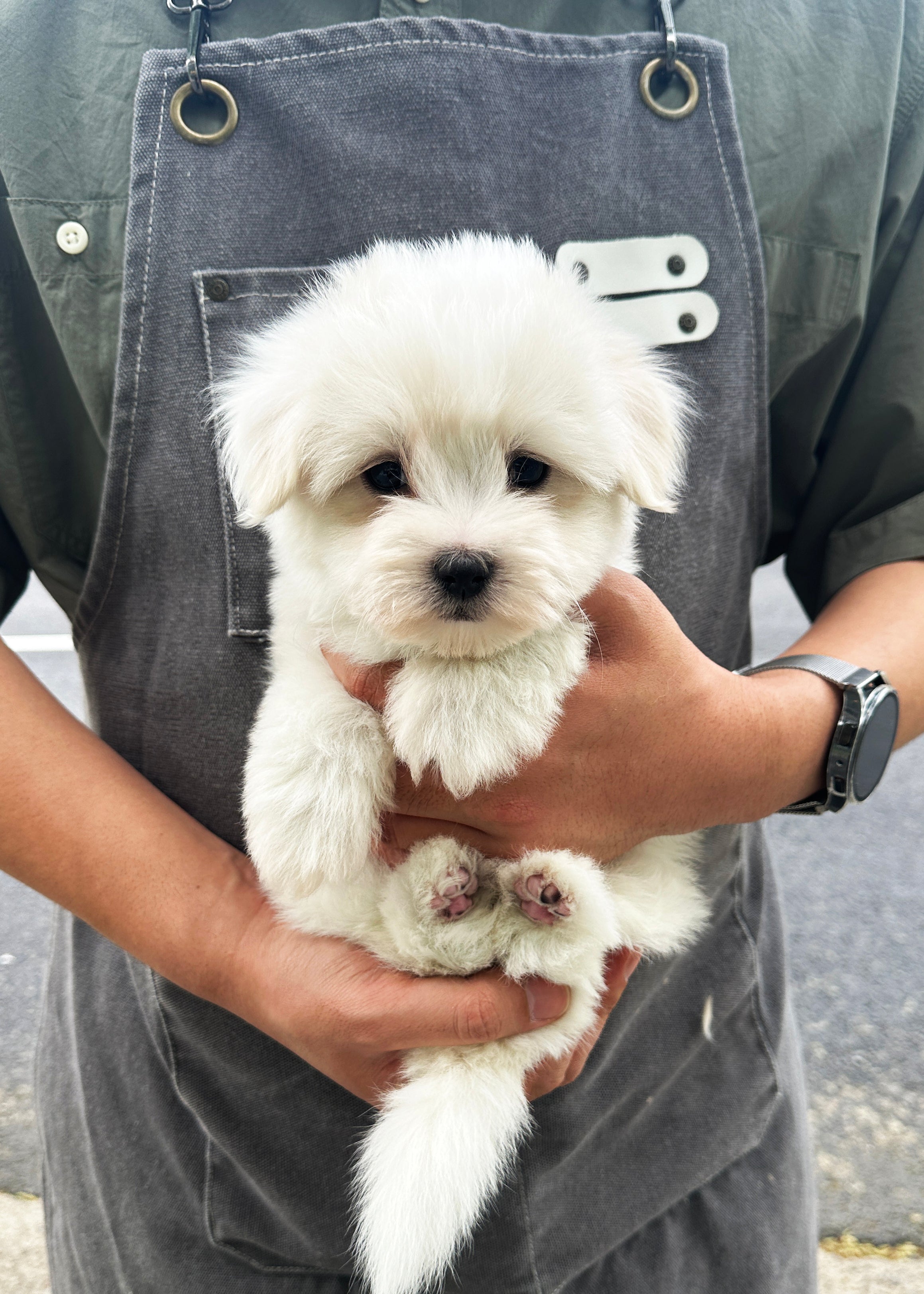 GEOFFREY - MALE (COTON DE TULEAR)