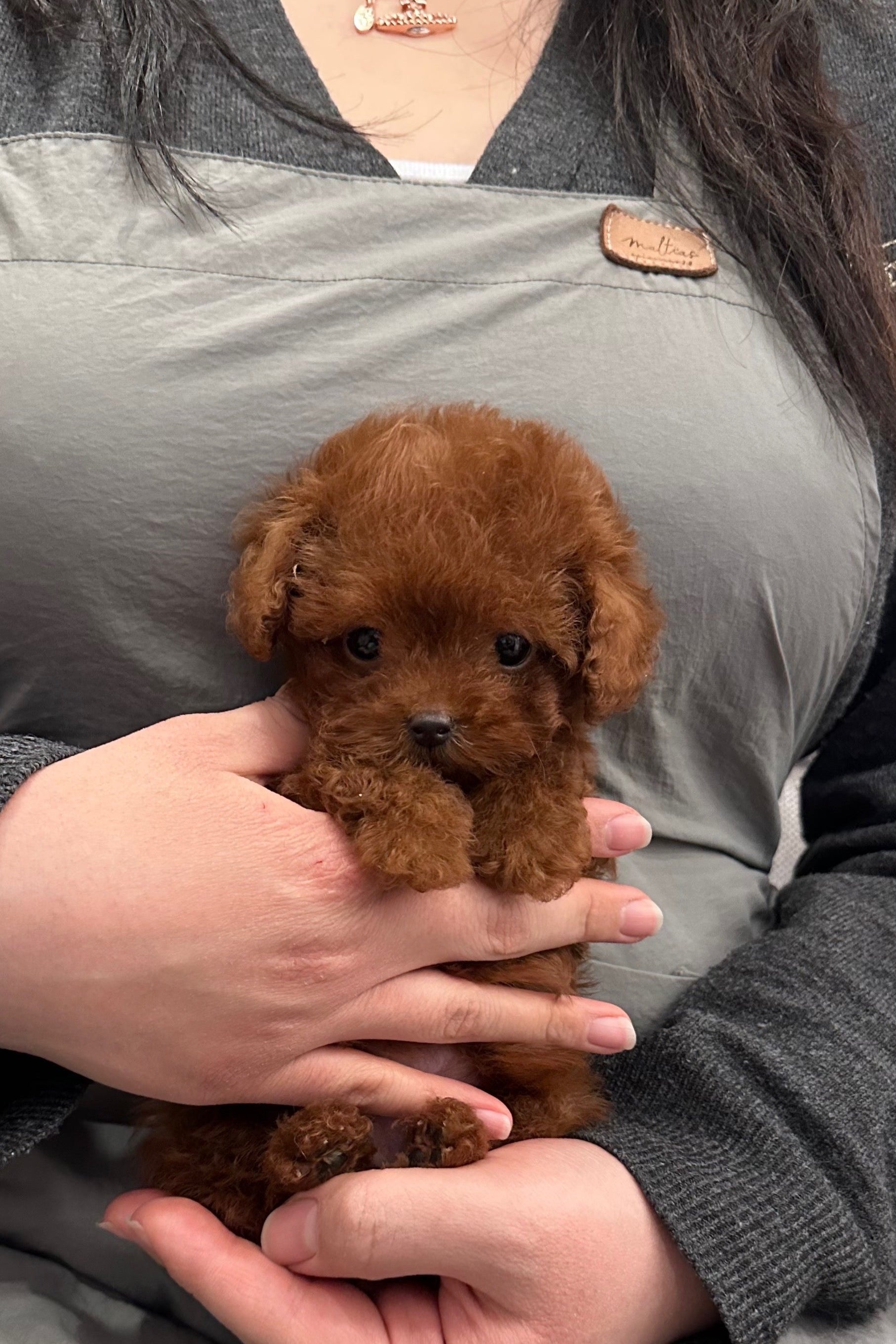 CHERRY - MALE (TINY POODLE)