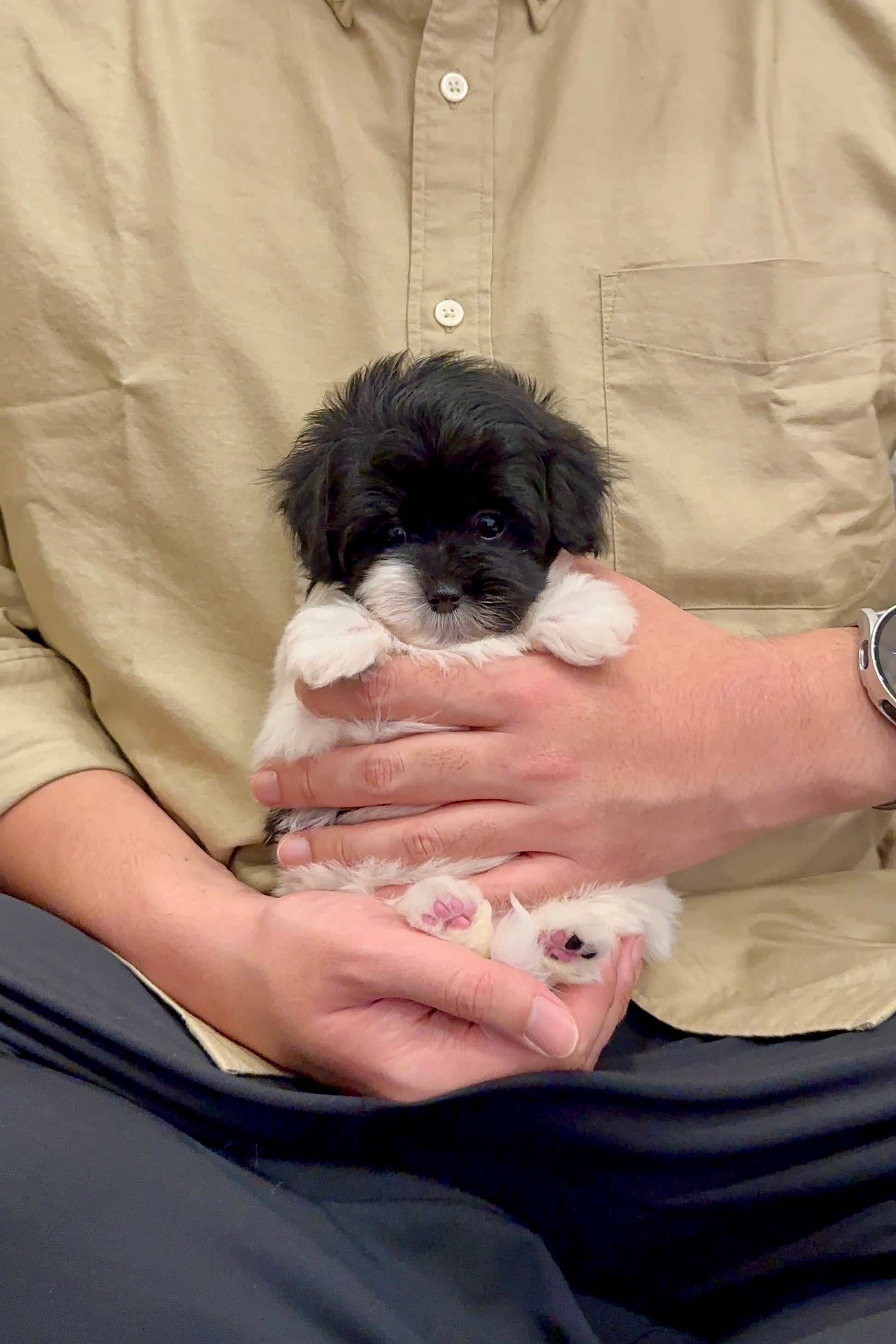 CHEESE - FEMALE (MALTIPOO)