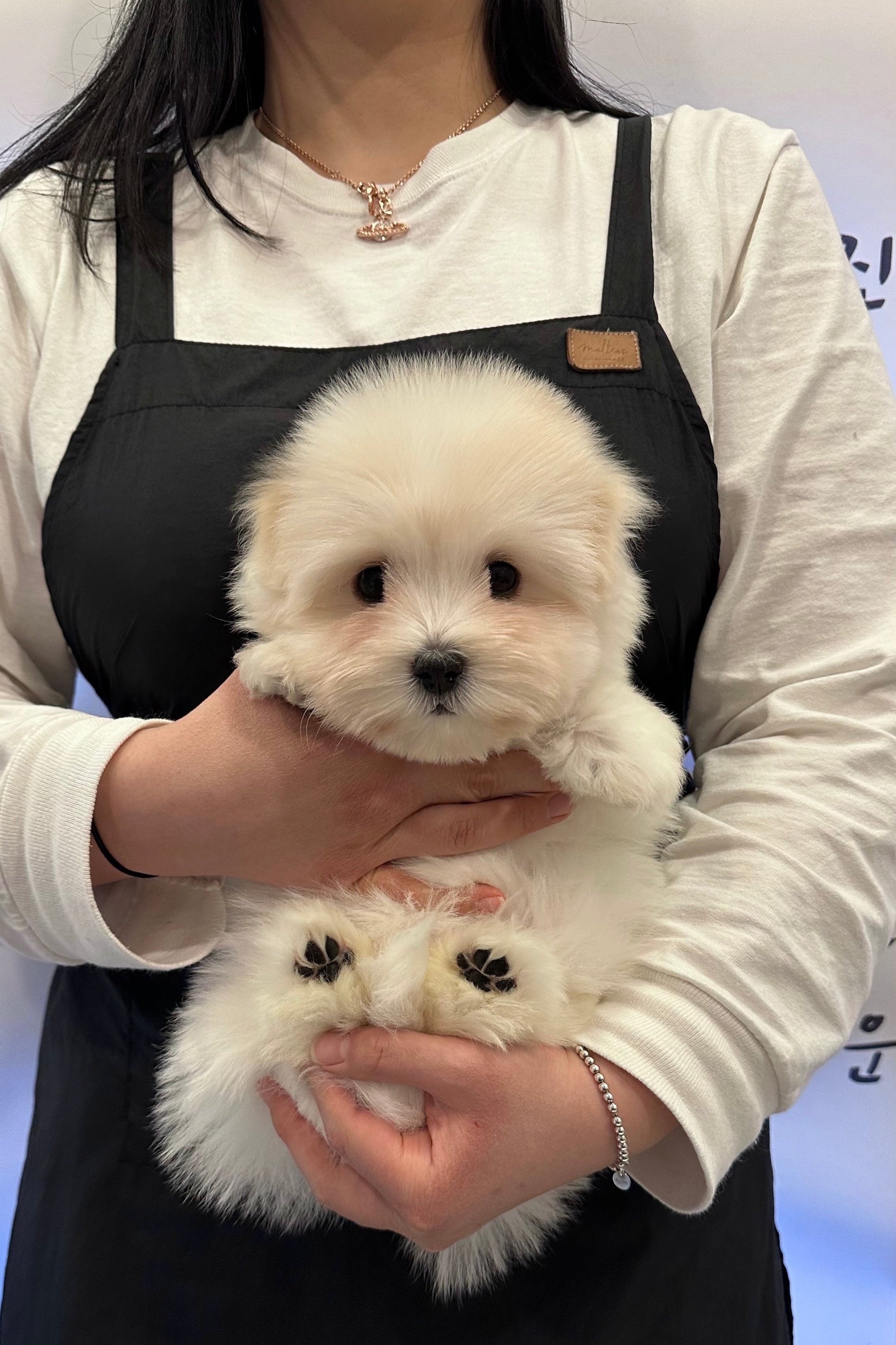 CHICO - FEMALE (COTON DE TULEAR)