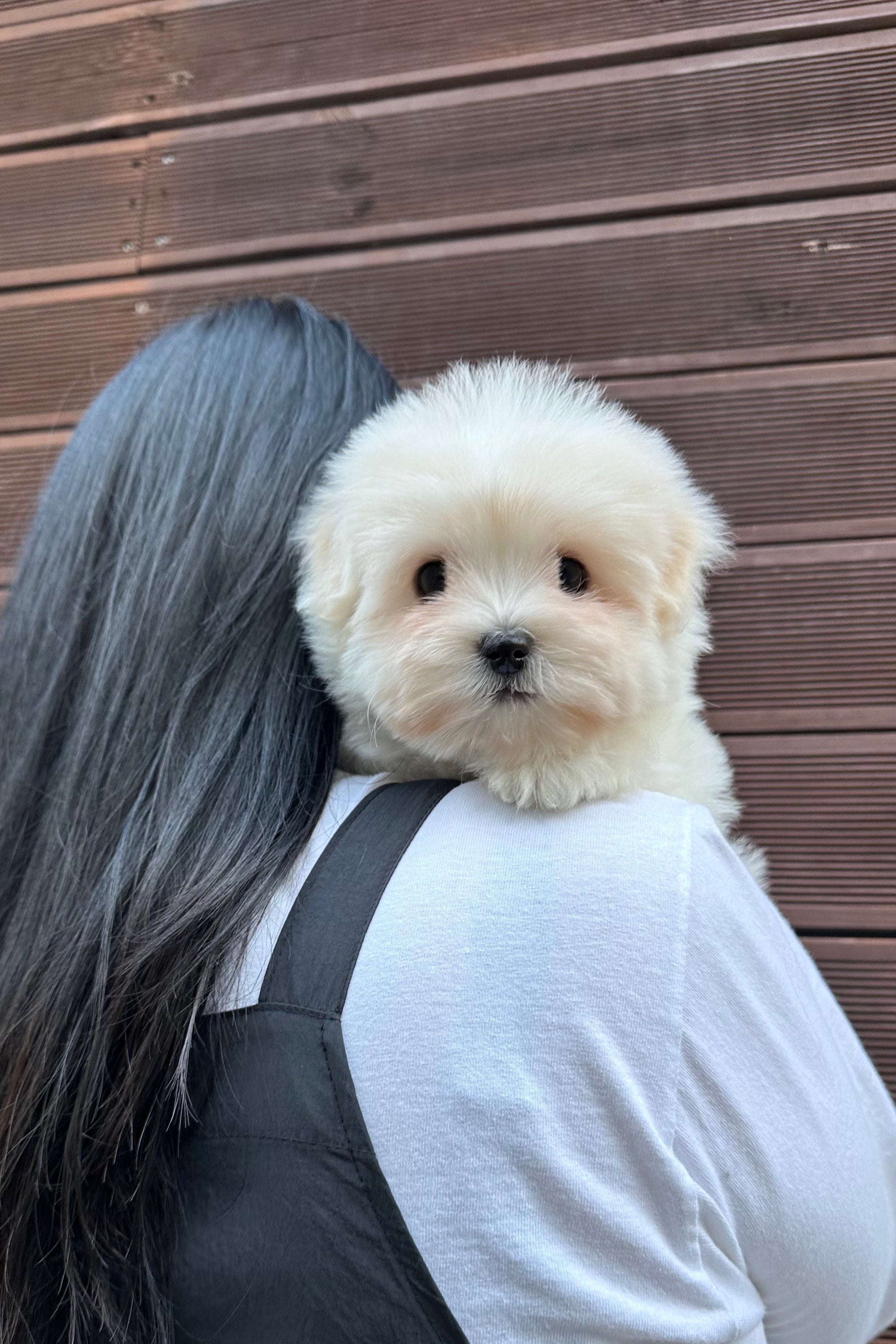 CHICO - FEMALE (COTON DE TULEAR)