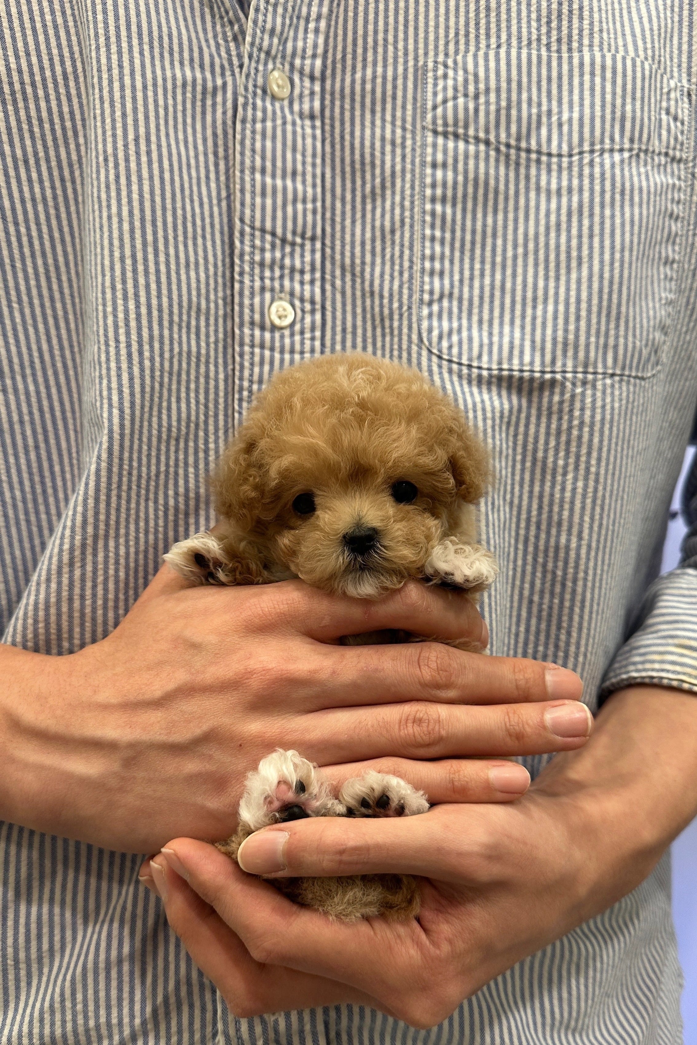 TINA - FEMALE (MALTIPOO)