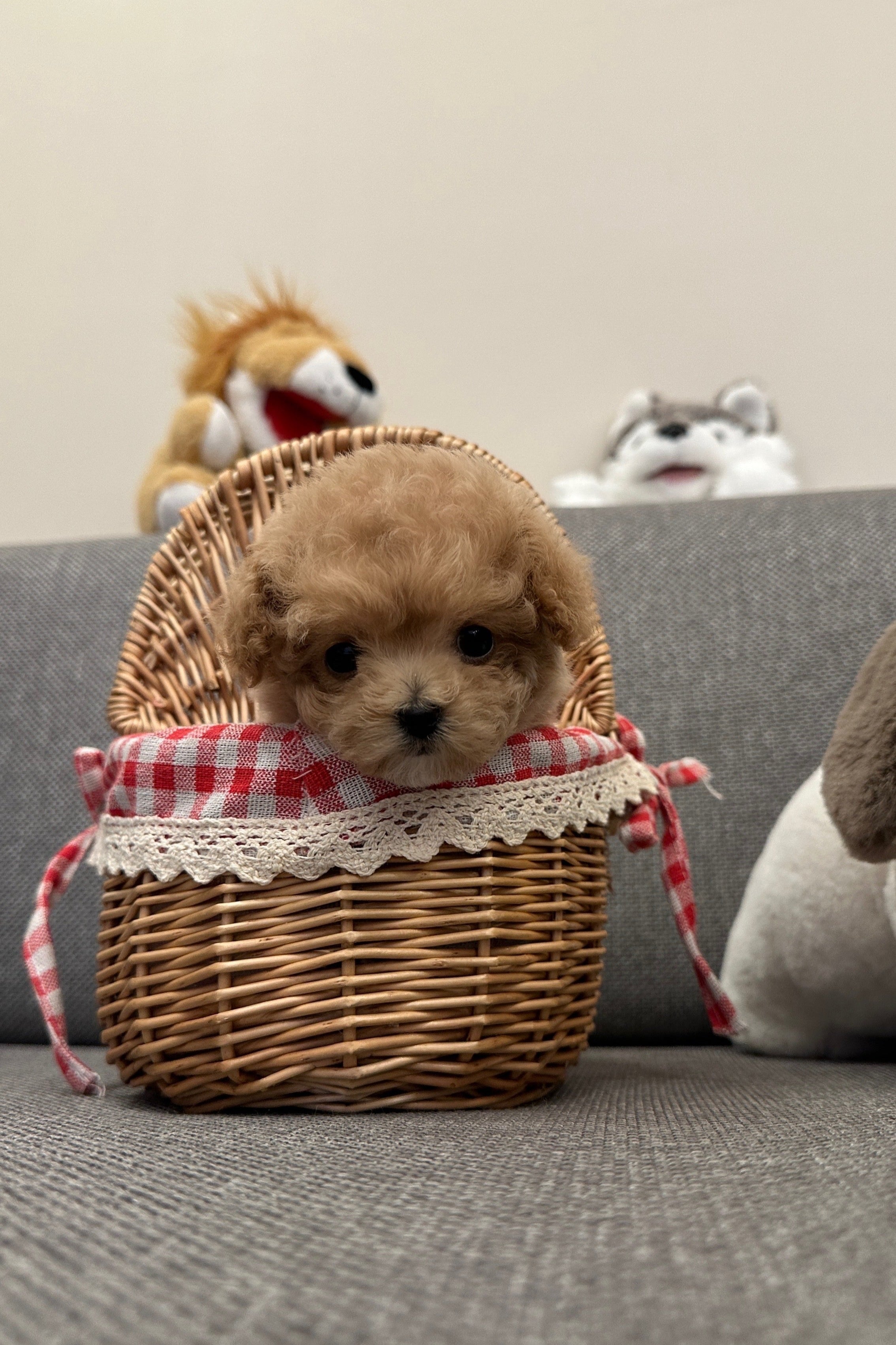 TINA - FEMALE (MALTIPOO)