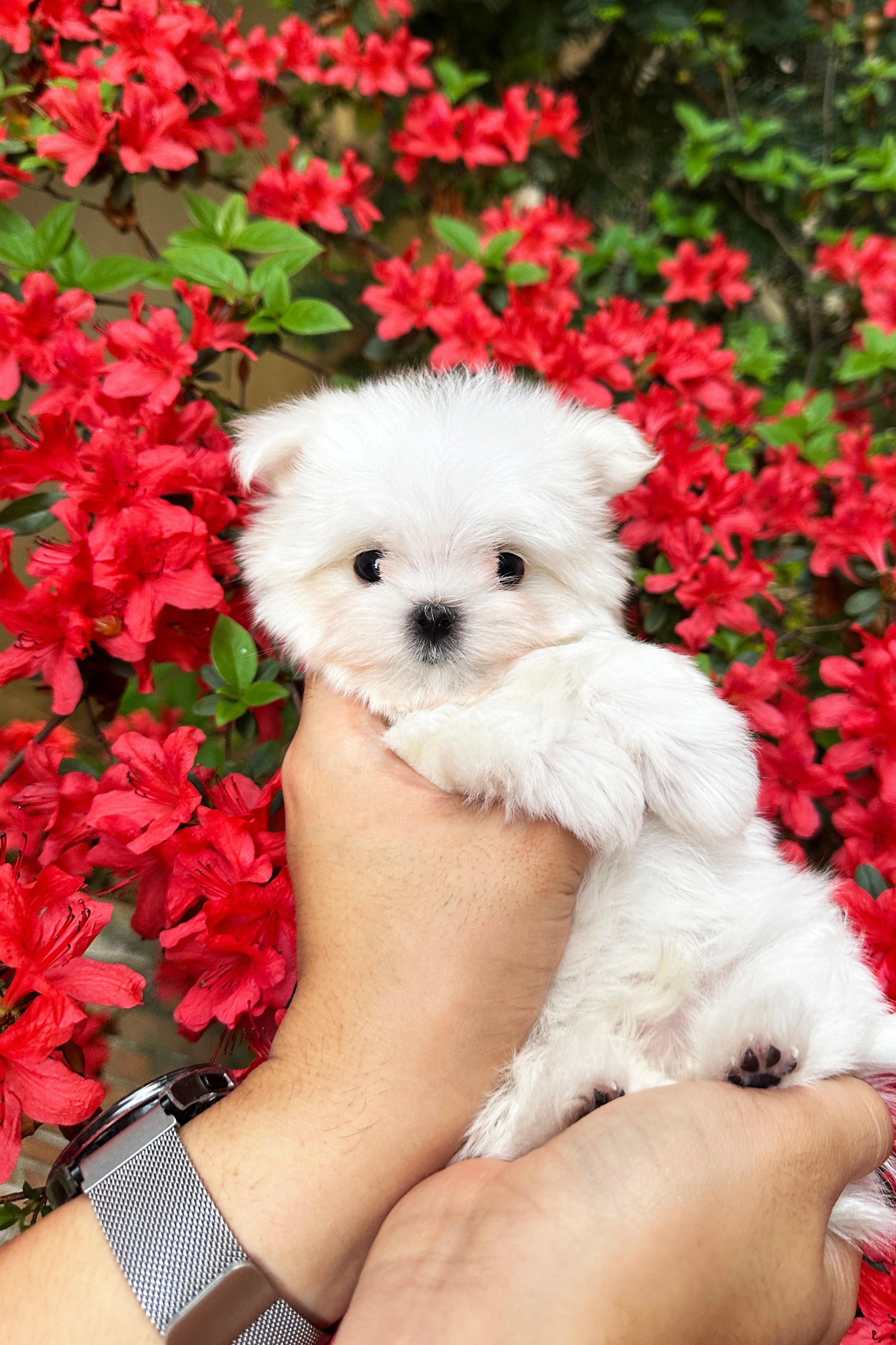 EDWIN - MALE (MALTESE)