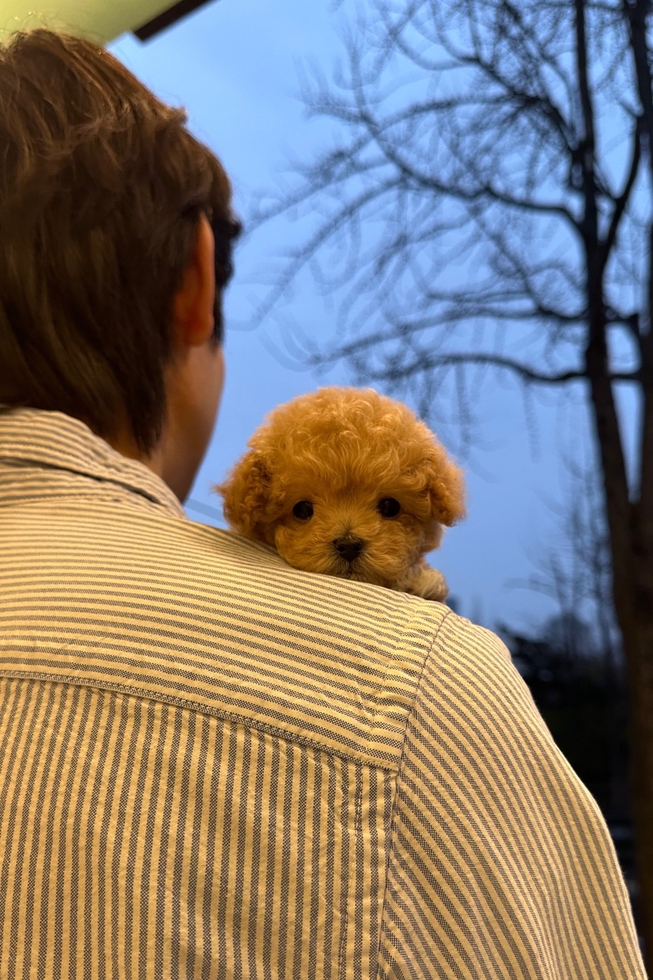 TINA - FEMALE (MALTIPOO)