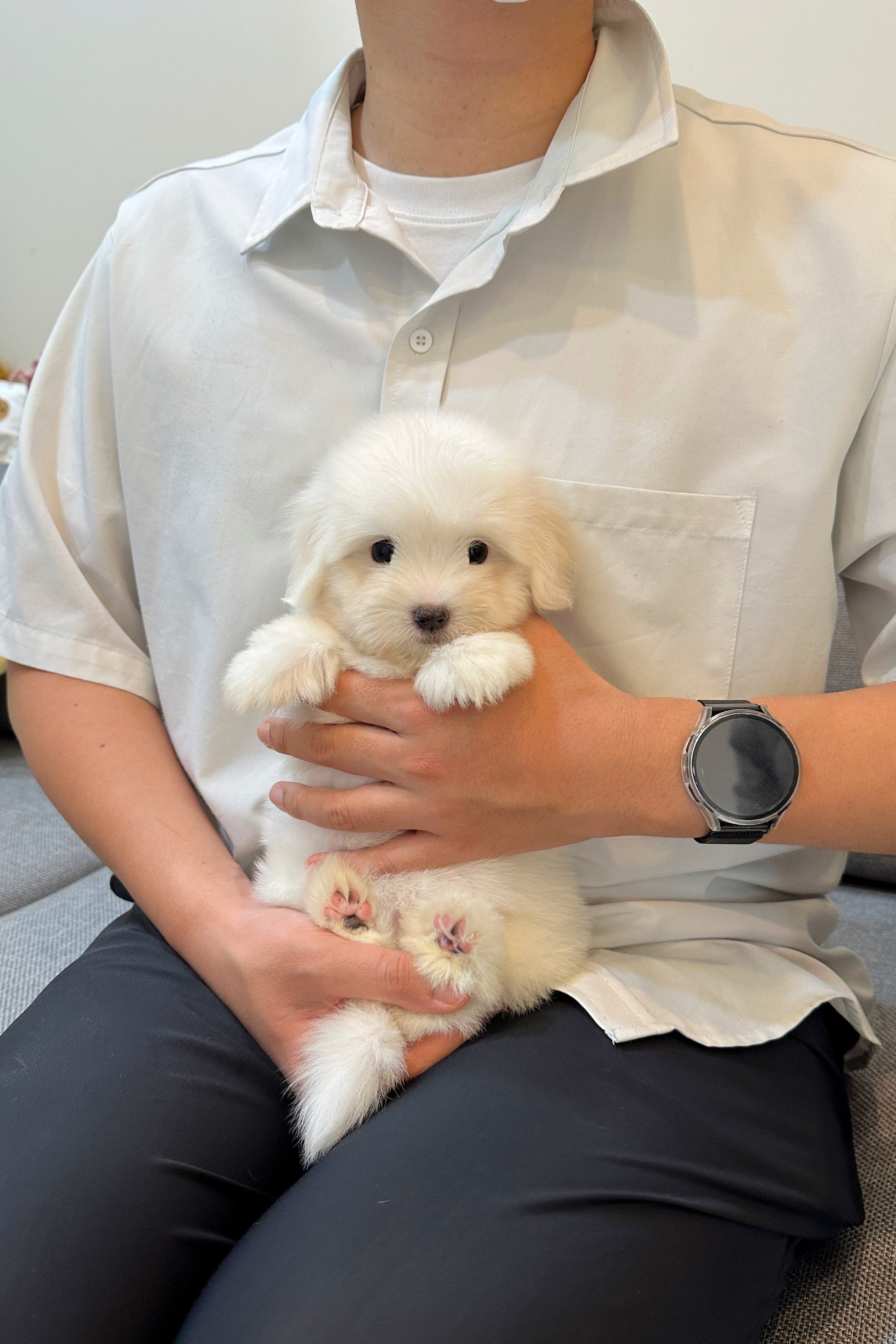 LUNA - FEMALE (COTON DE TULEAR)