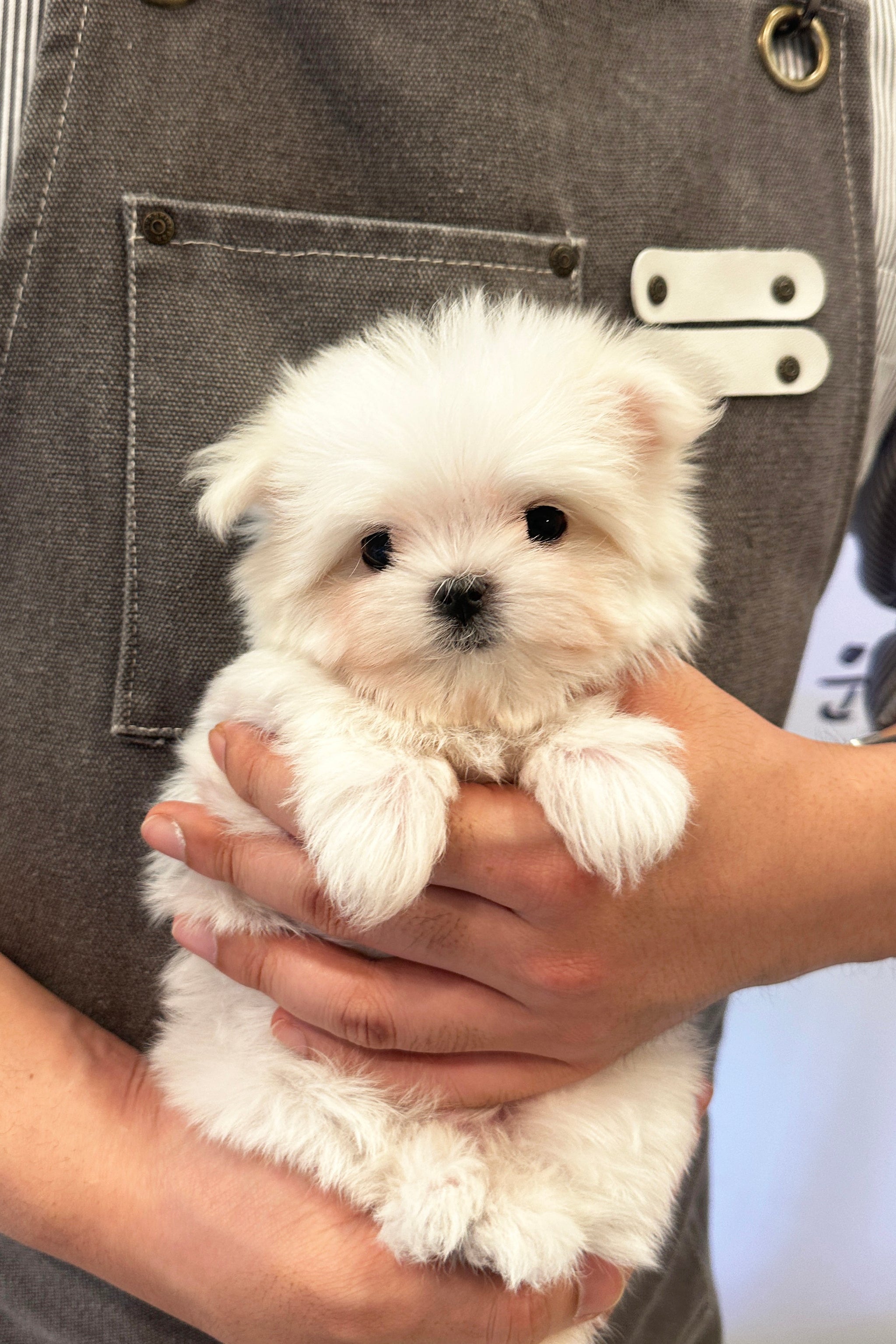 EDWIN - MALE (MALTESE)