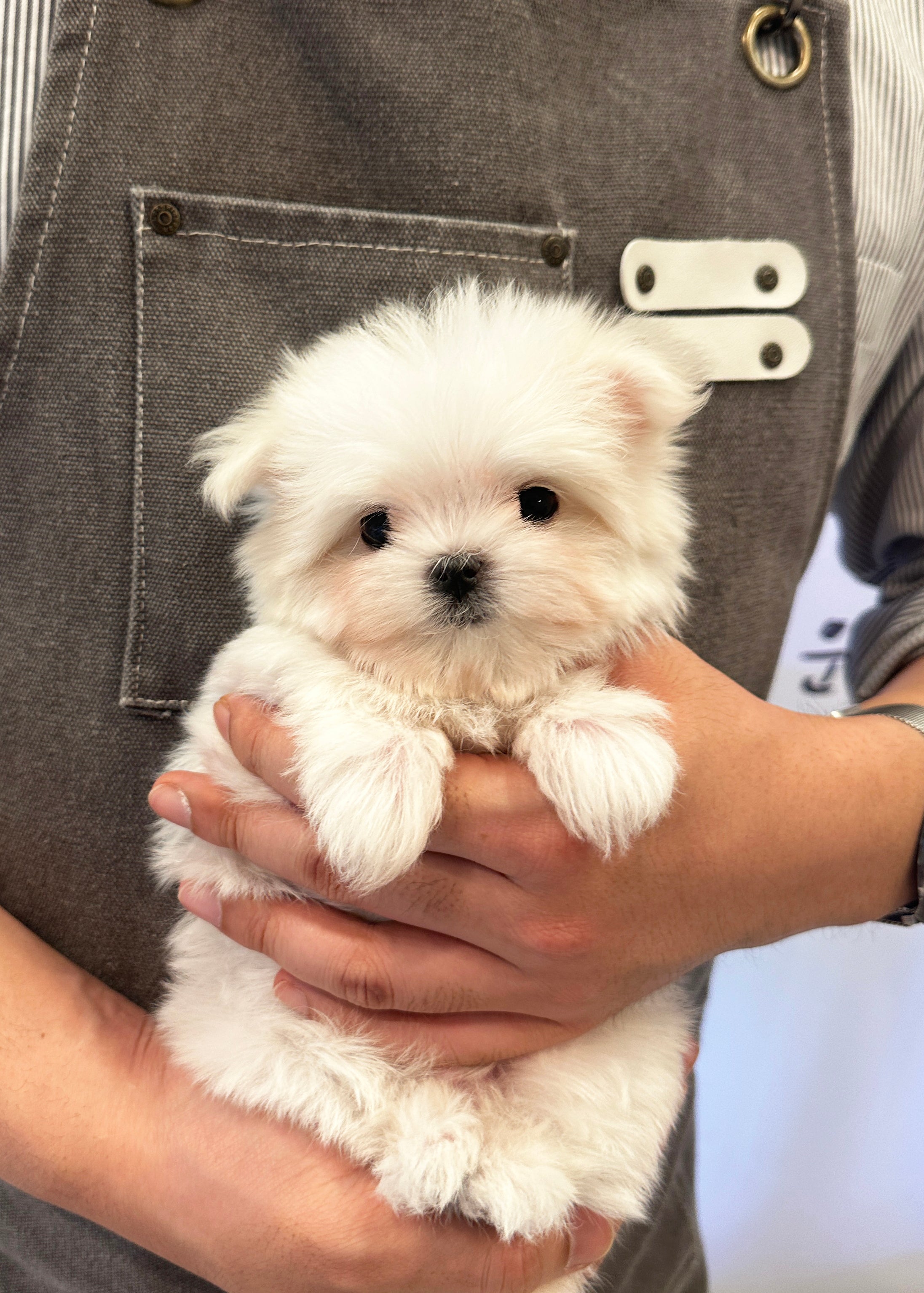 EDWIN - MALE (MALTESE)