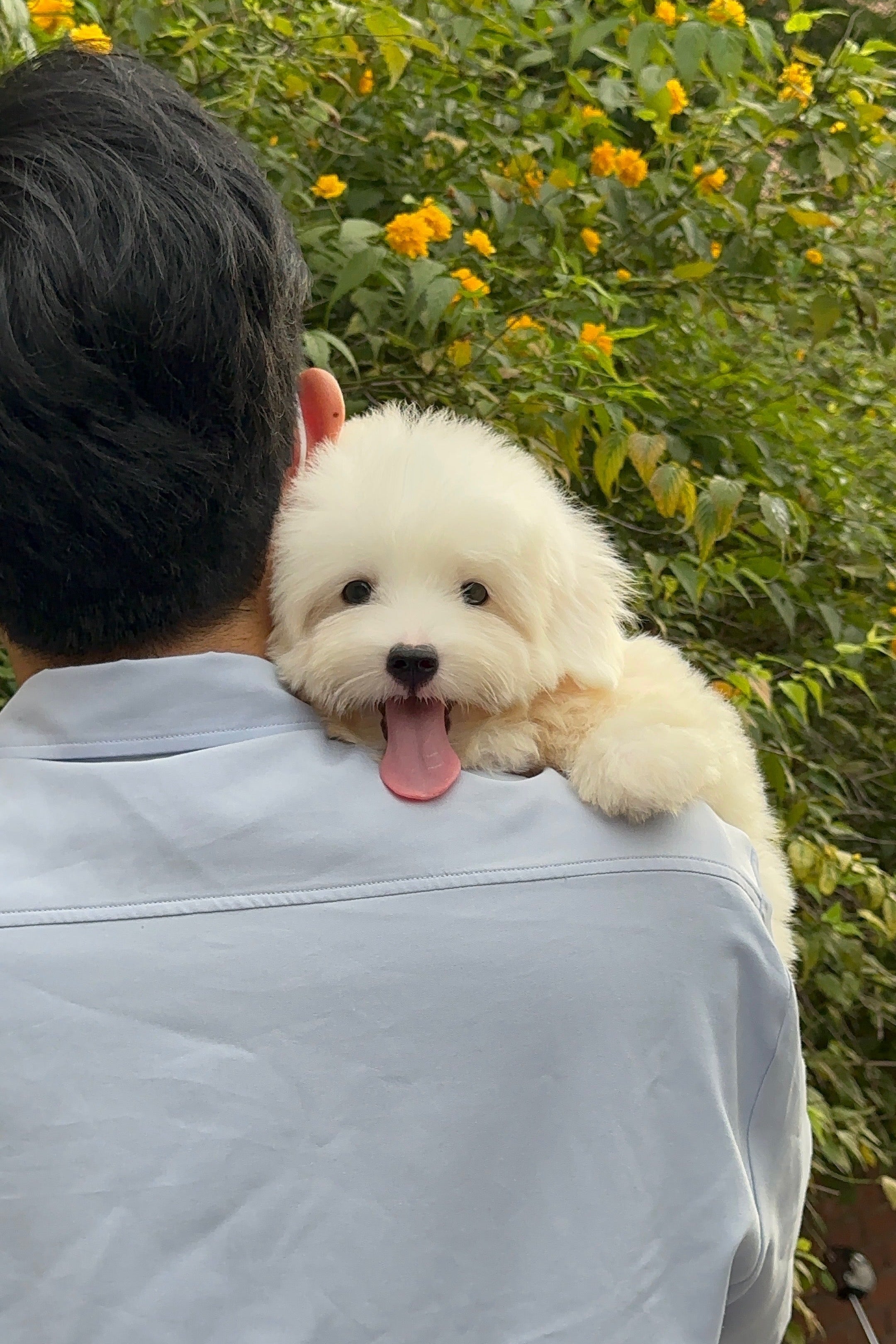 ARDA - MALE (COTON DE TULEAR)