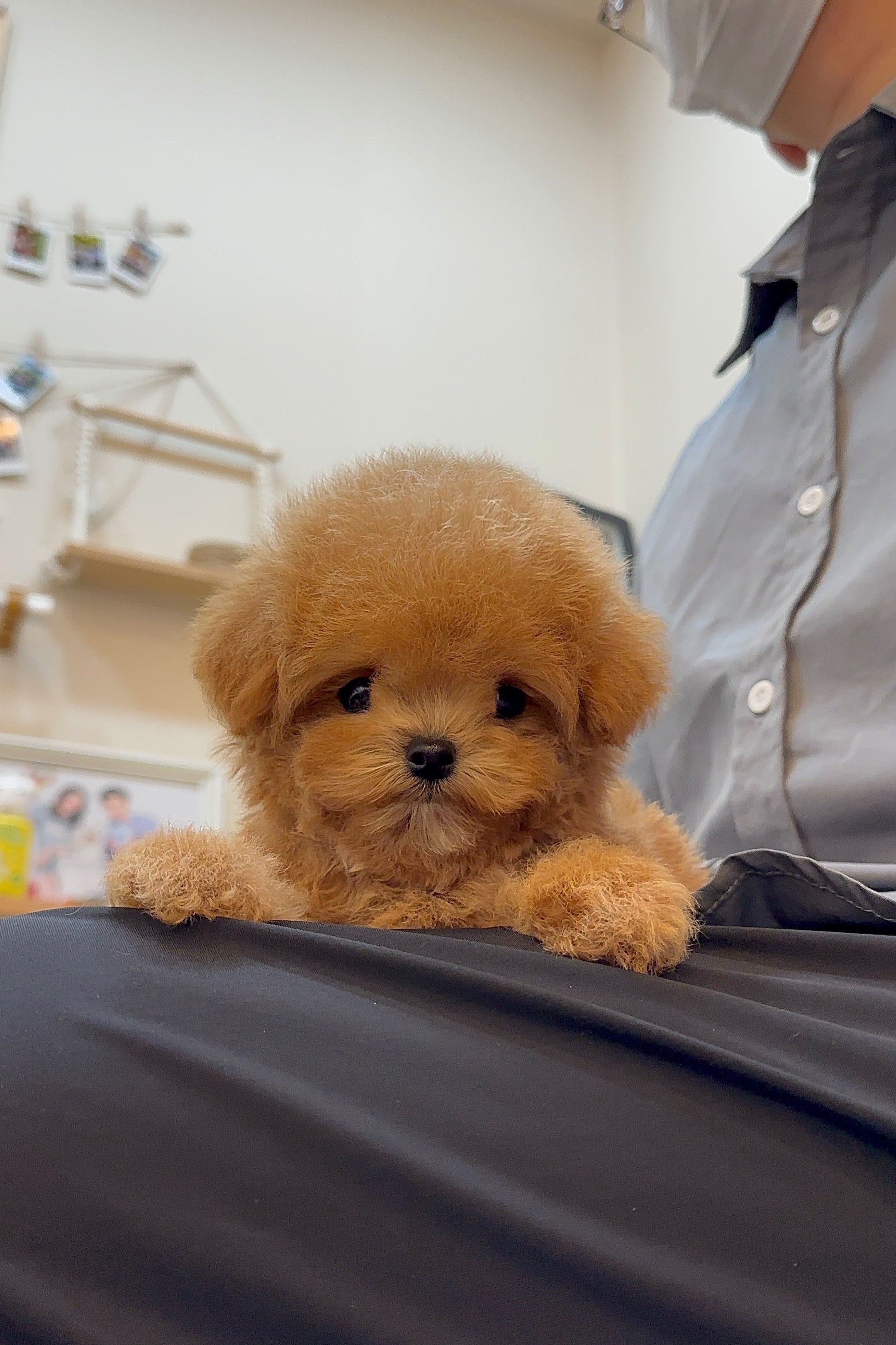 LEO - MALE (MALTIPOO)