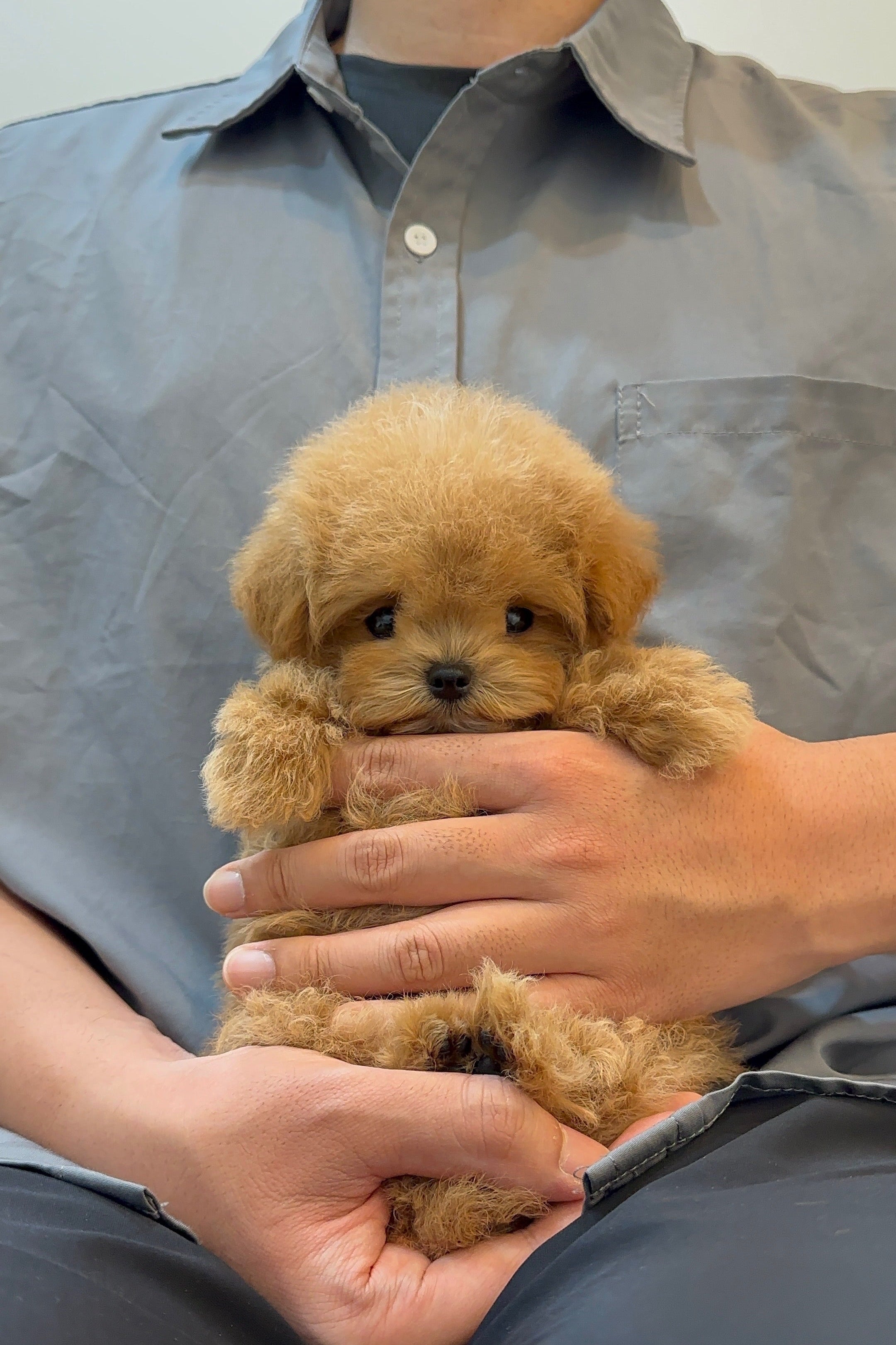 LEO - MALE (MALTIPOO)