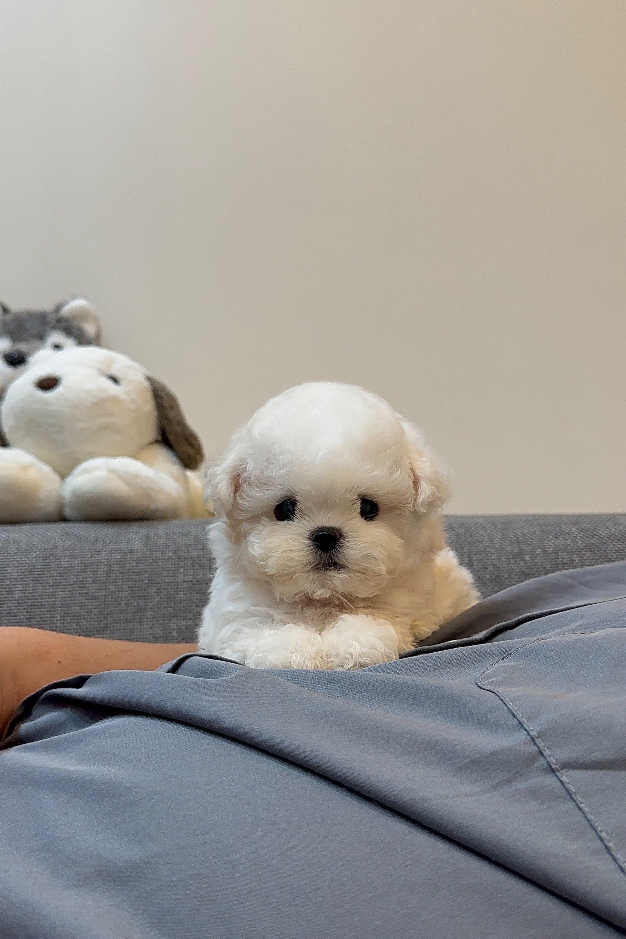 BAEKSEOL   - MALE (MINIBICHON)