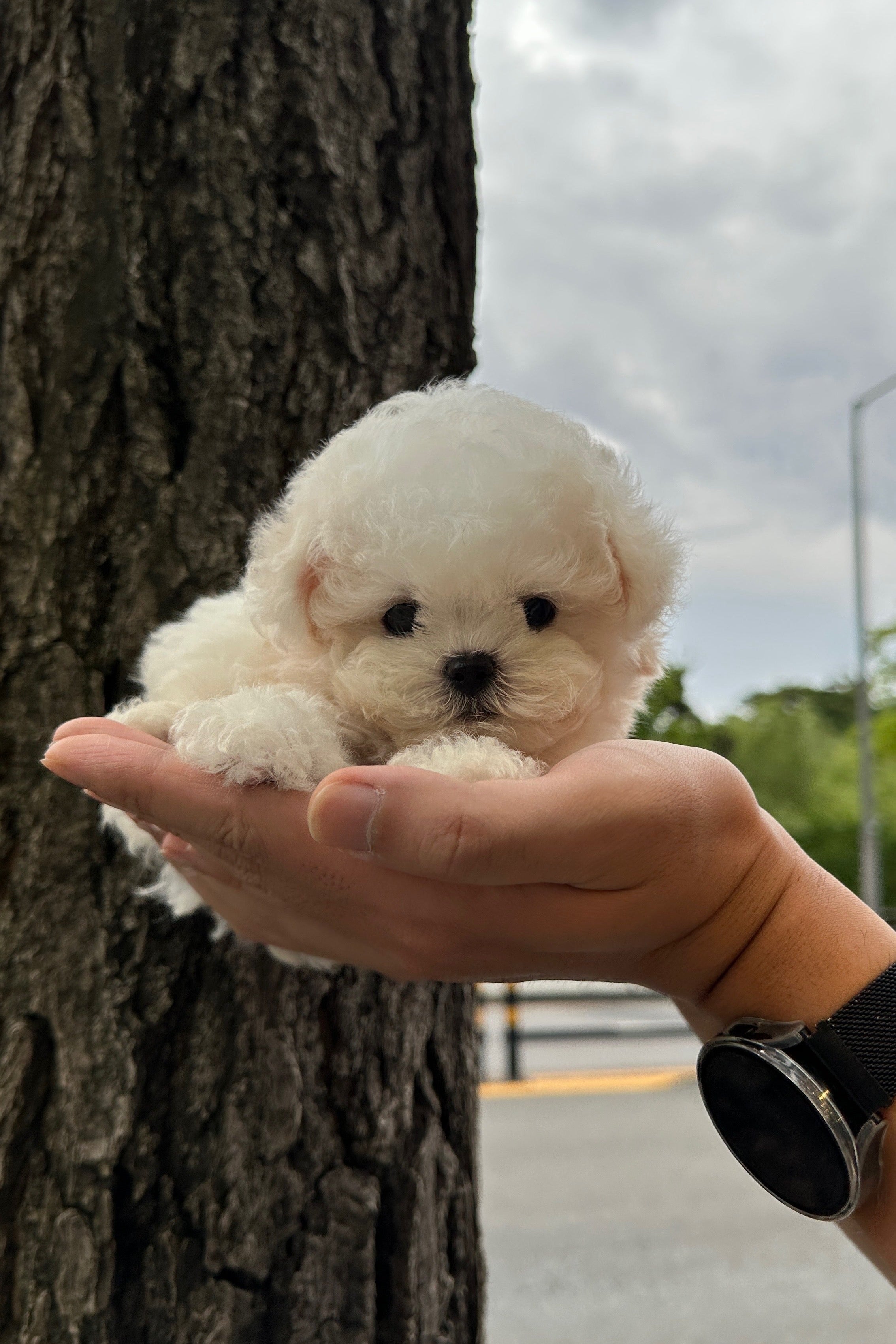 BAEKSEOL   - MALE (MINIBICHON)