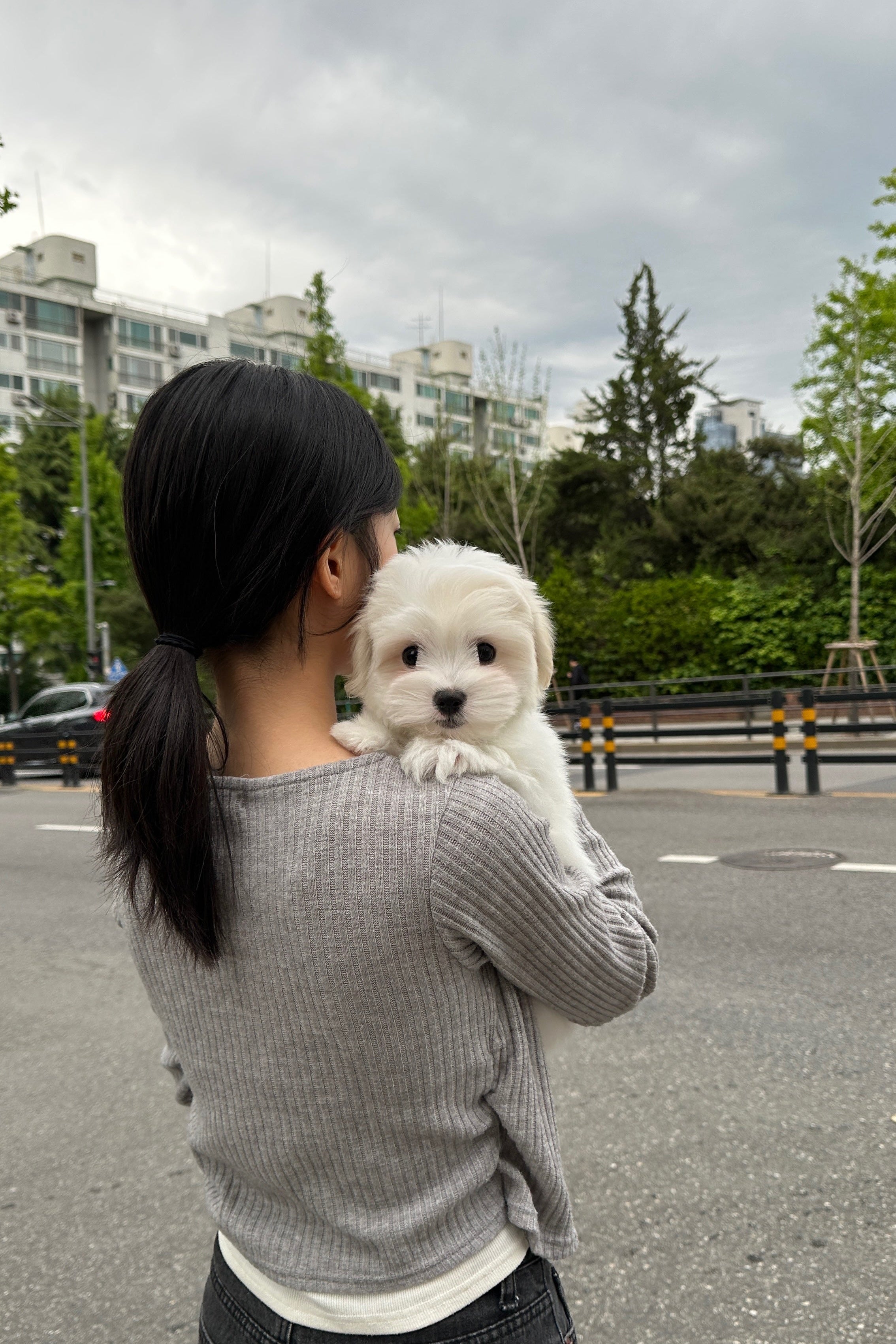EUNHA - FEMALE (COTON DE TULEAR)