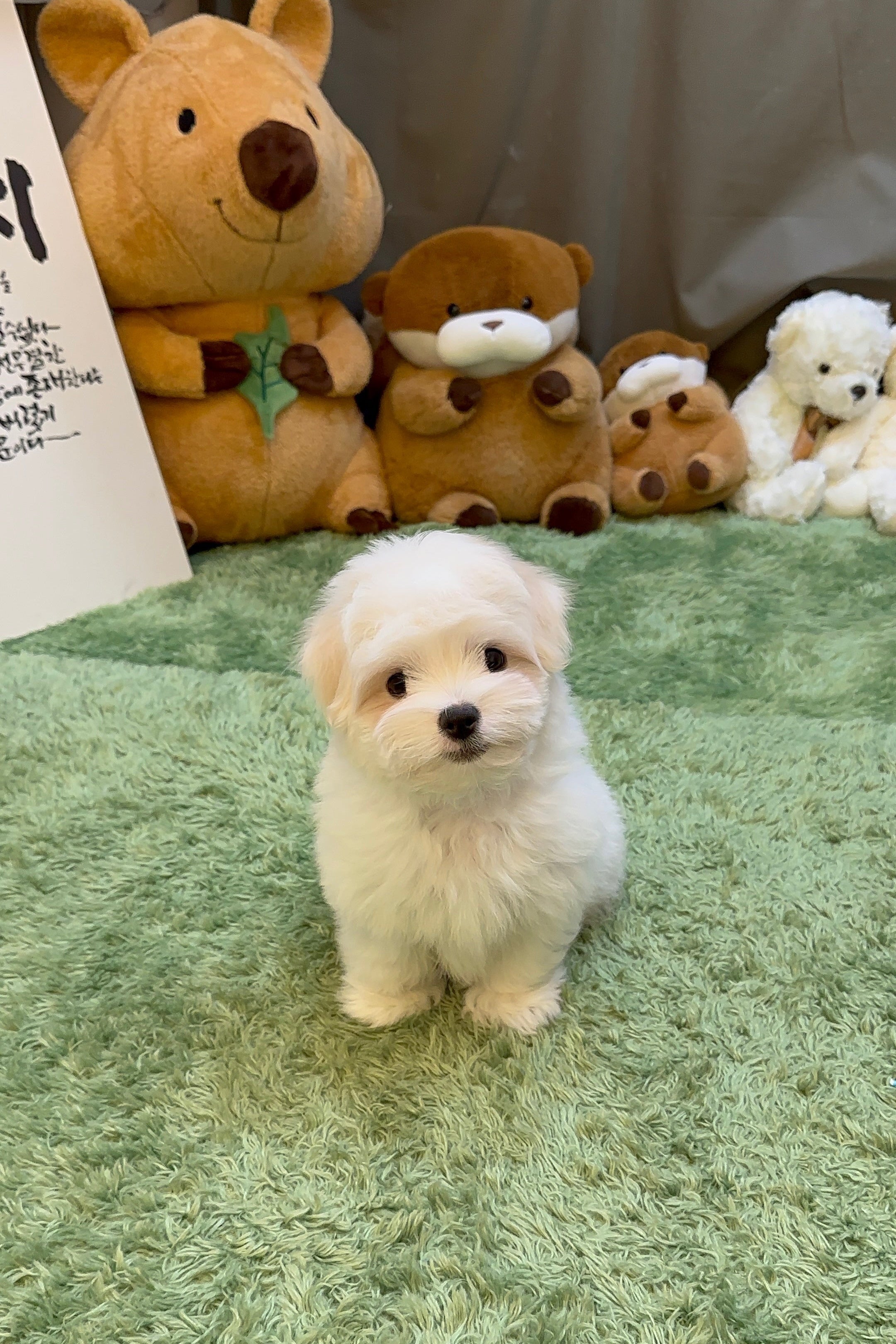EUNHA - FEMALE (COTON DE TULEAR)