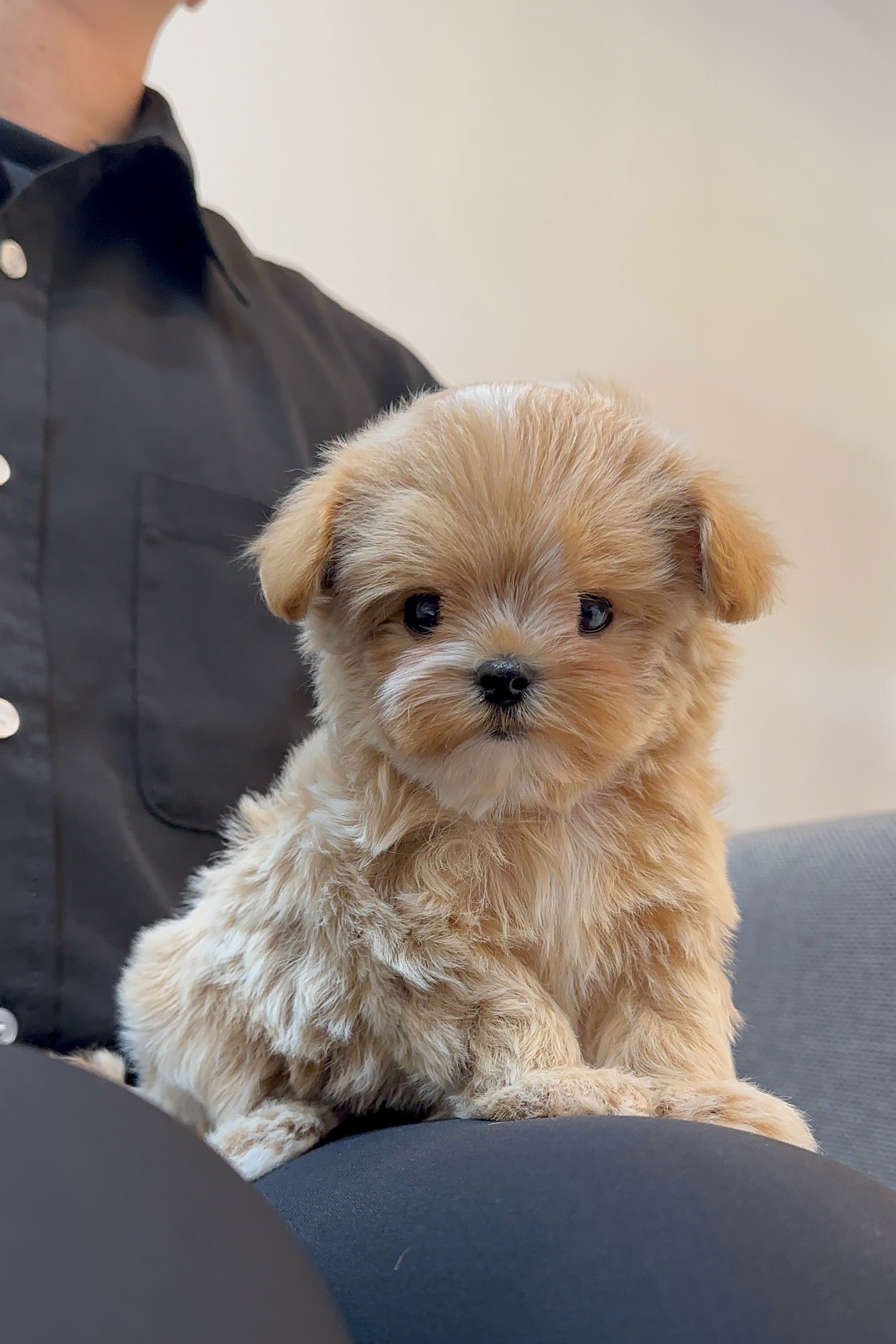 CELINE   - FEMALE (MALTIPOO)
