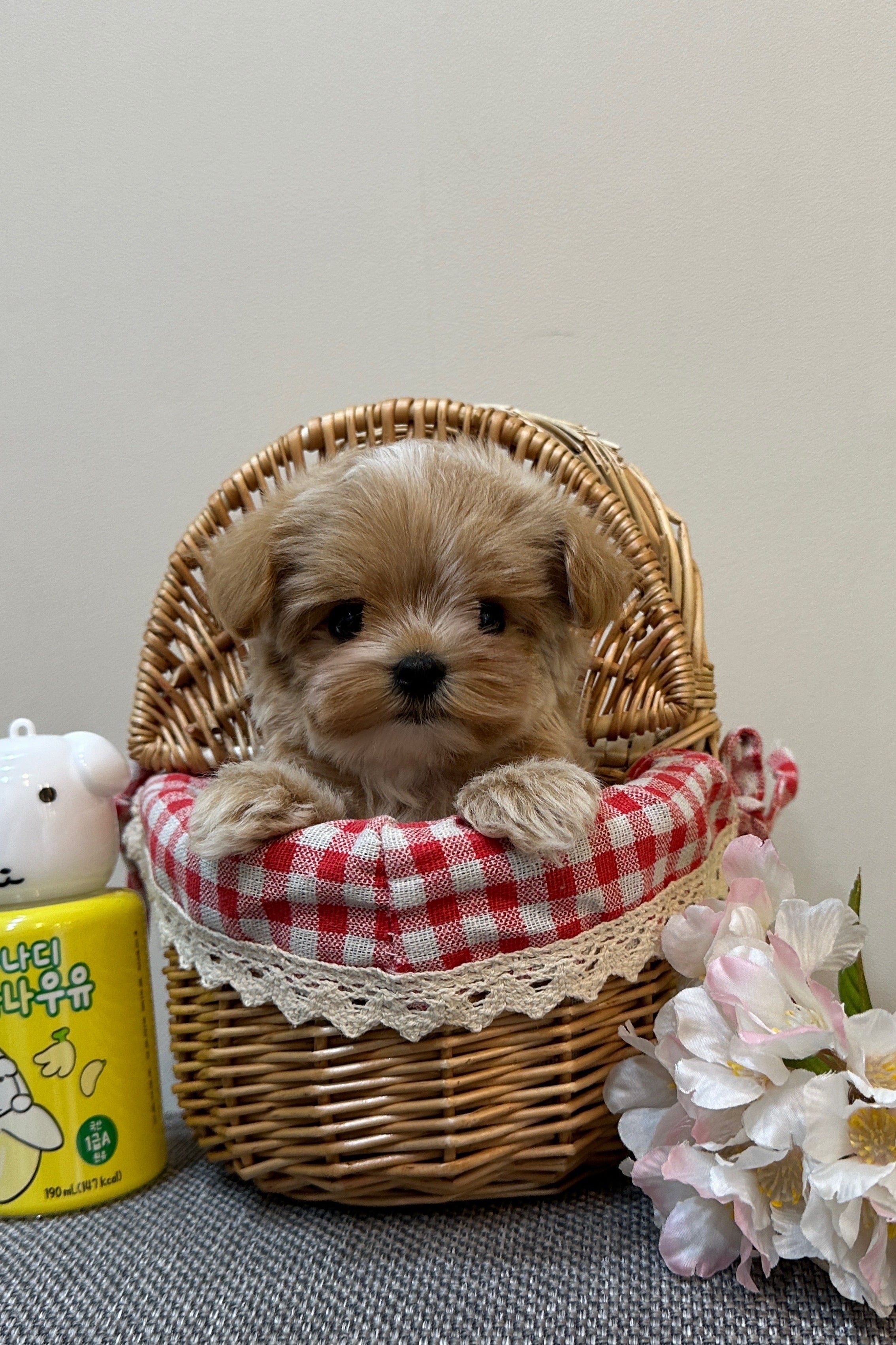 CELINE   - FEMALE (MALTIPOO)