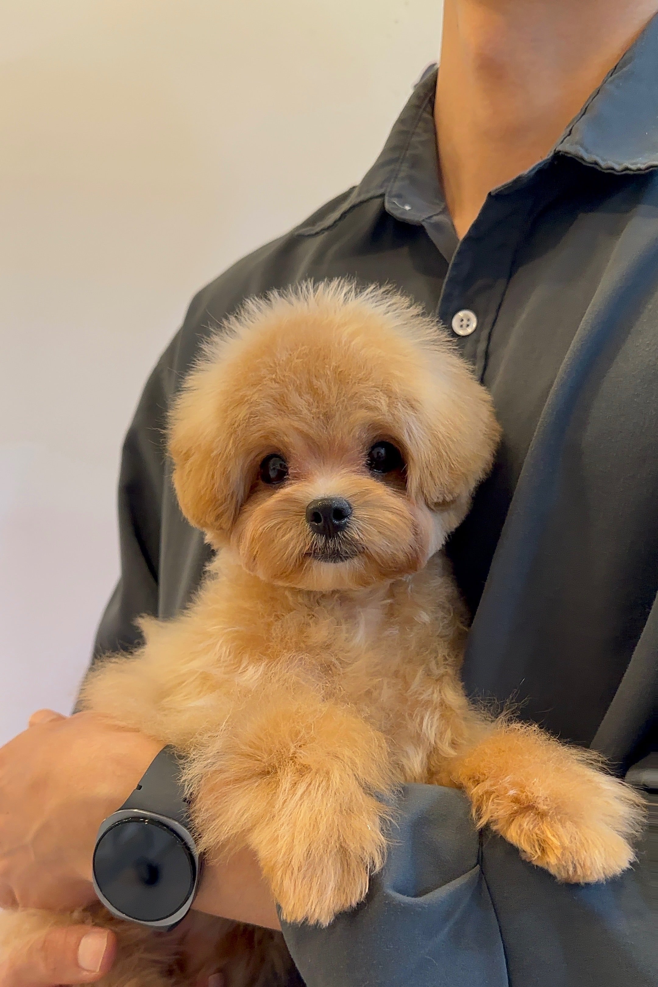 CHICHI - FEMALE (MALTIPOO)