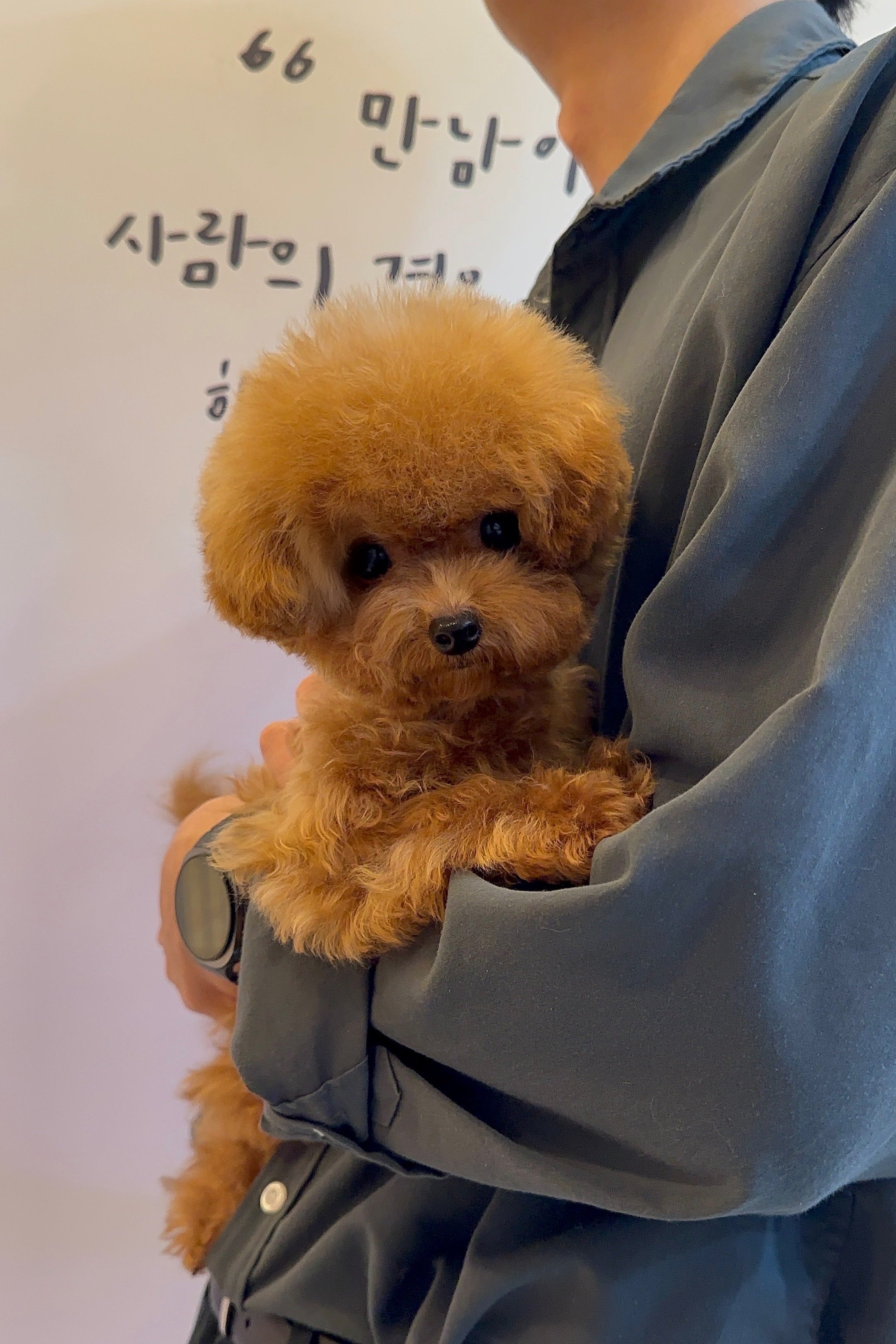 GRACE - FEMALE (TEACUP POODLE)
