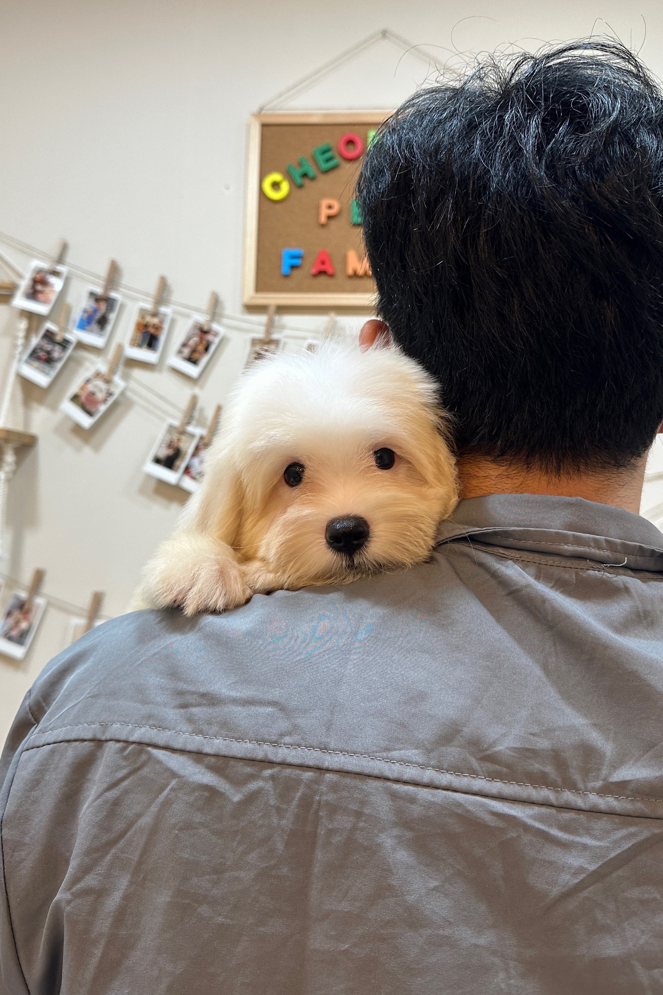 FENDI - MALE (COTON DE TULEAR)