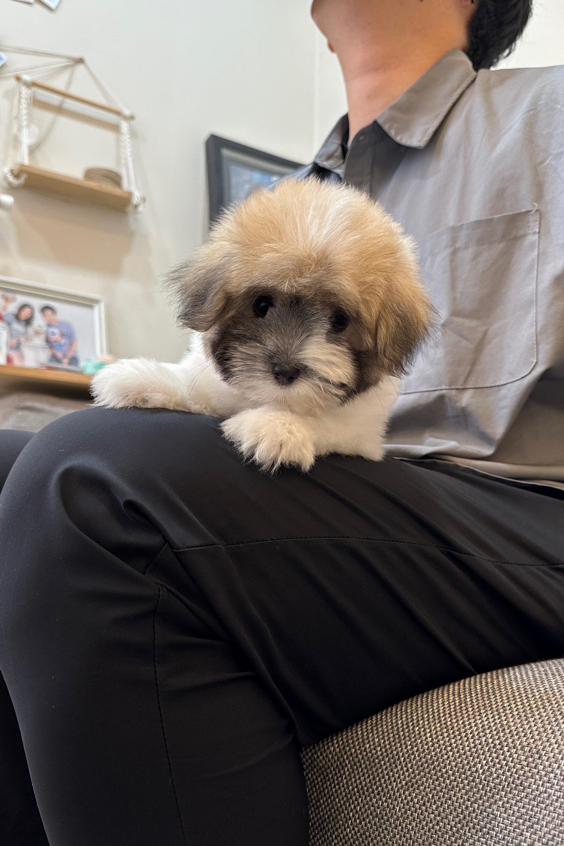 BELLA - FEMALE (COTON DE TULEAR)