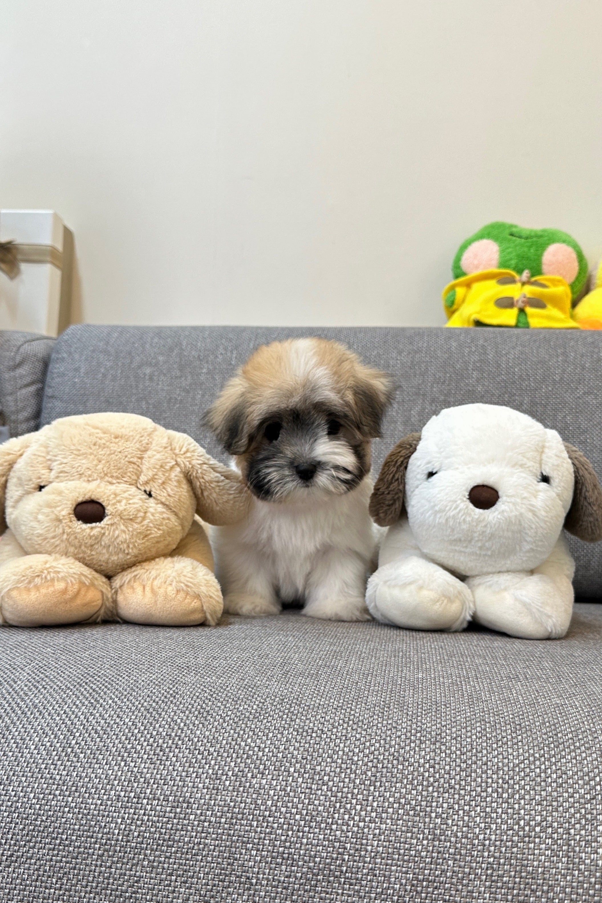 BELLA - FEMALE (COTON DE TULEAR)