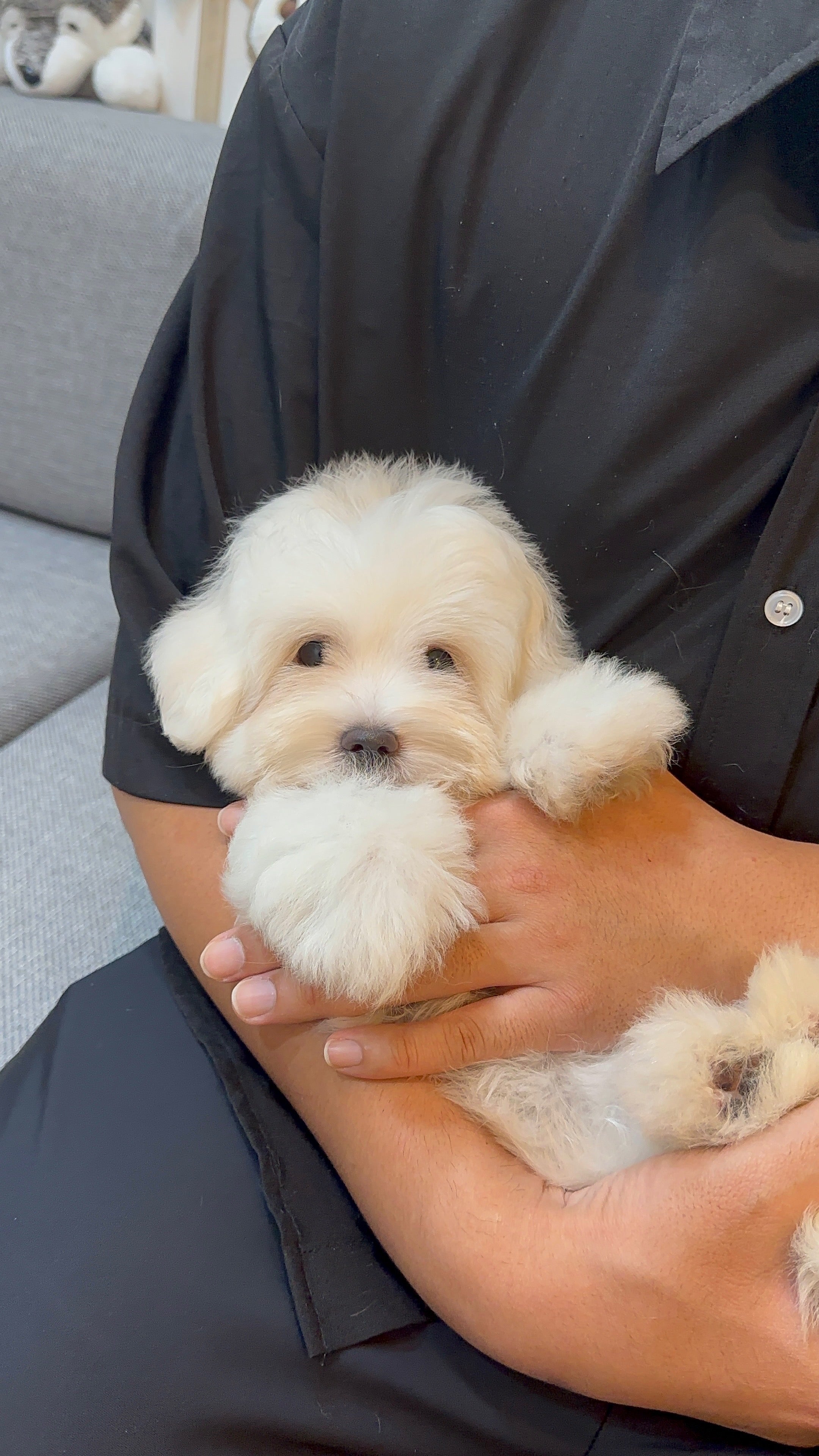 ELSA - FEMALE (COTON DE TULEAR)