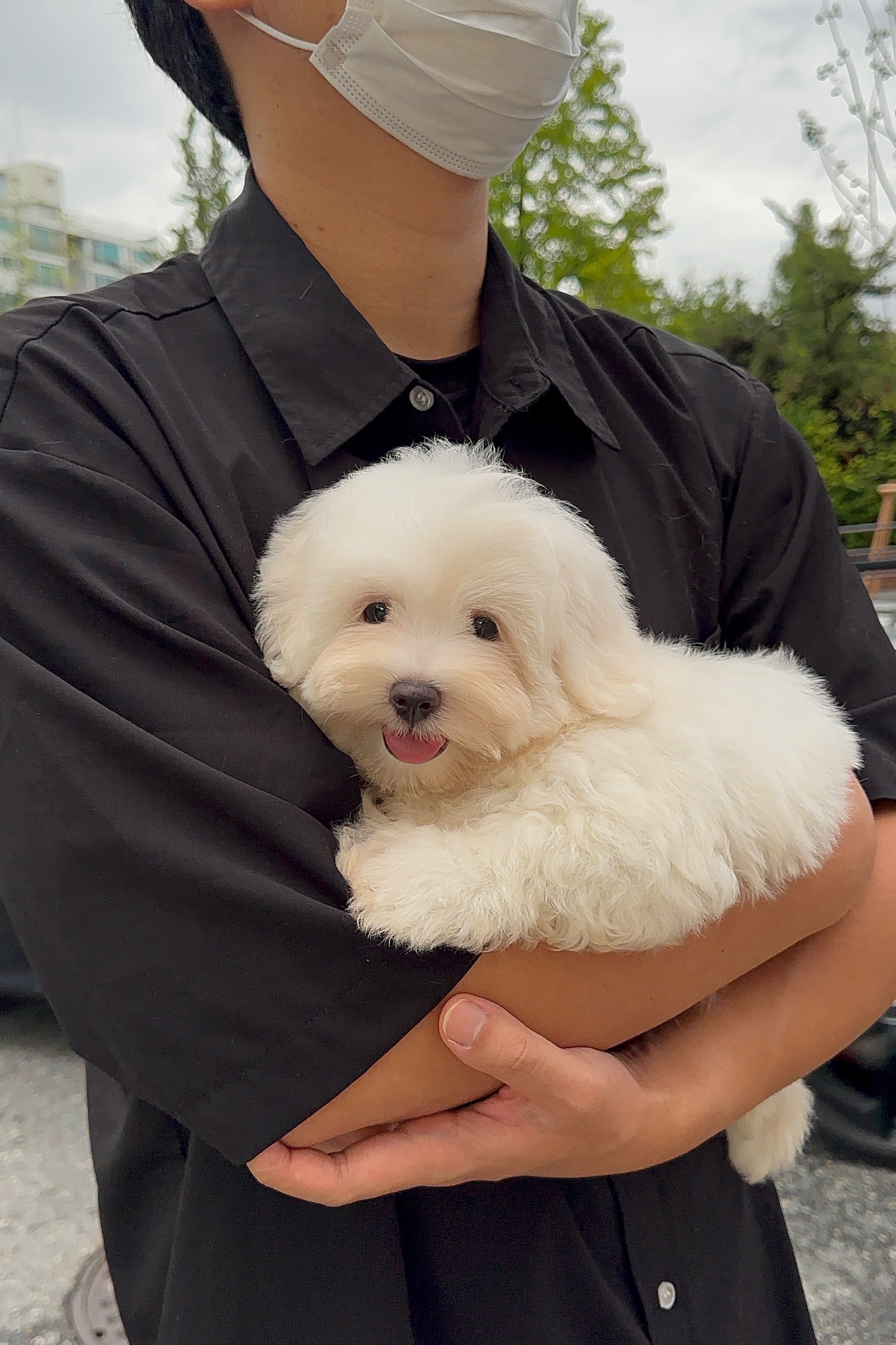 ELSA - FEMALE (COTON DE TULEAR)