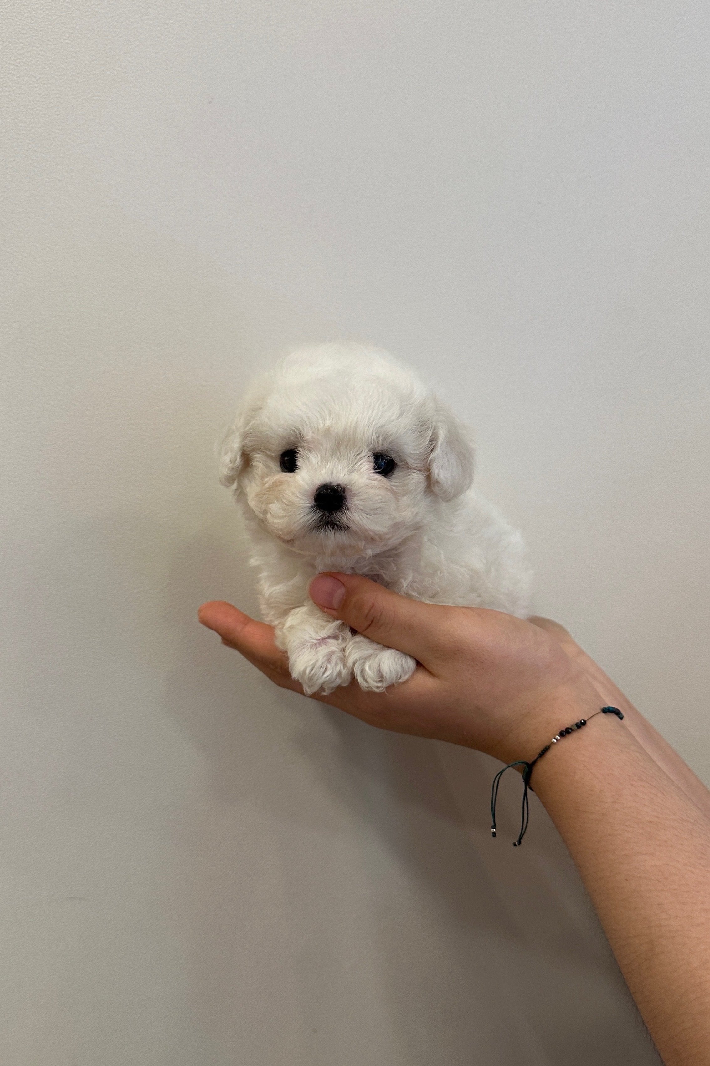 Miniature shops bichon