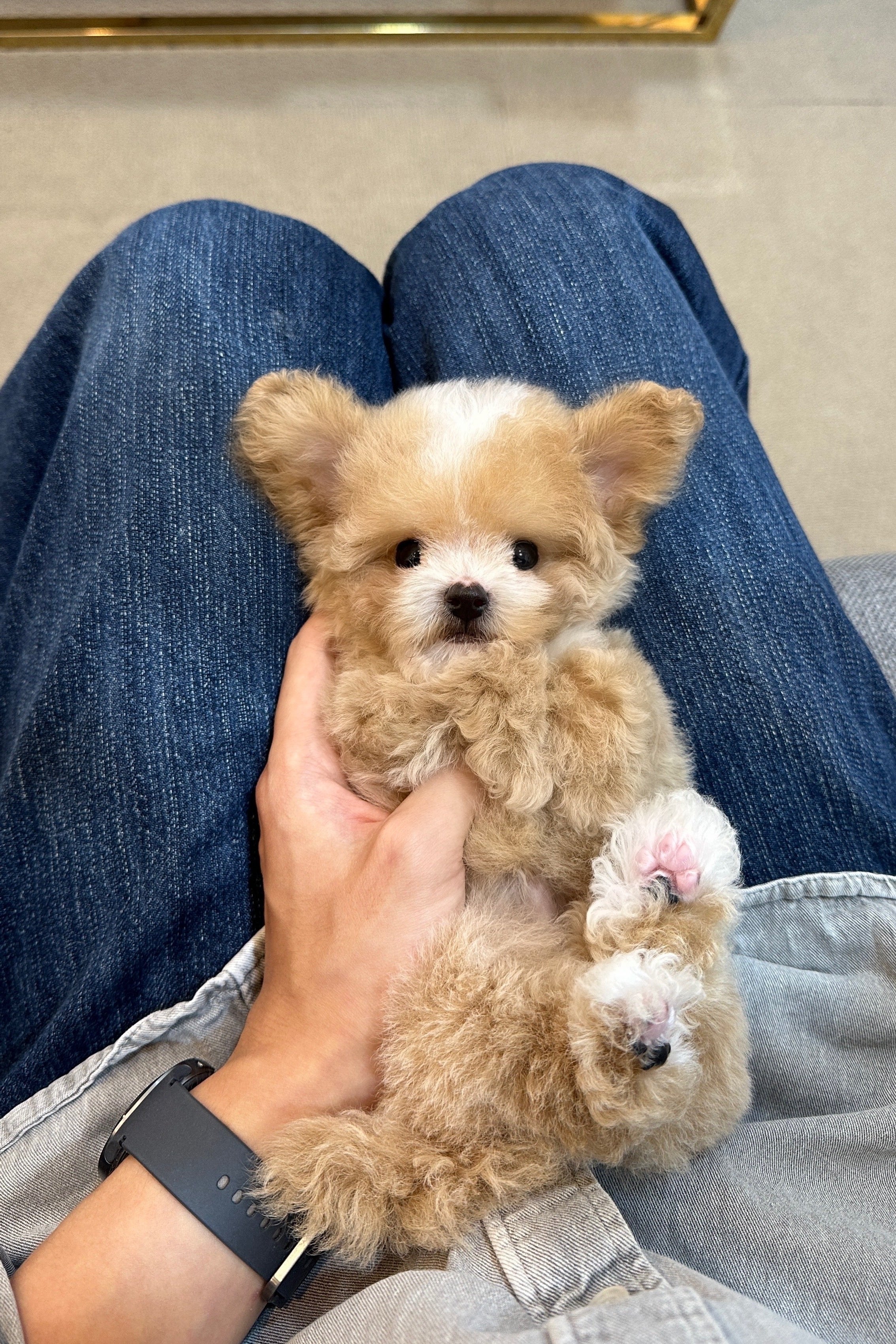 UJOO - MALE (MALTIPOO)